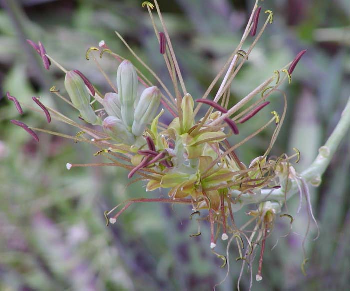 Flower cluster of Texas Tuberose (Manfreda maculosa) with greenish-purple tubular blooms and long stamens