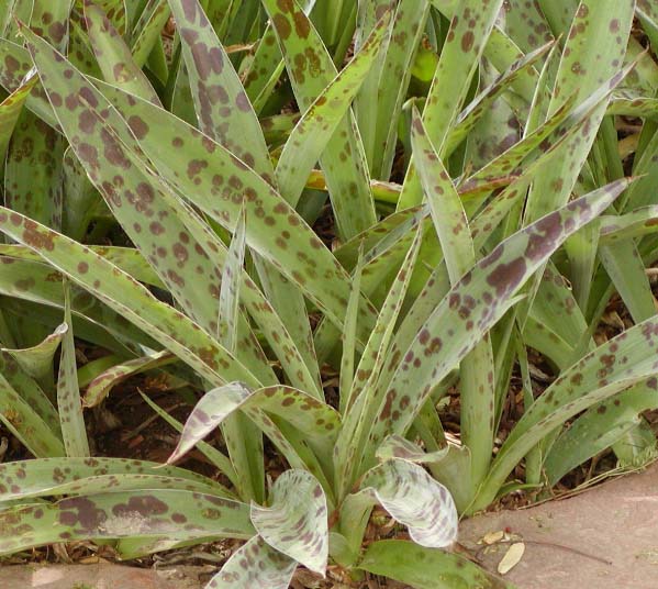Close-up of Texas Tuberose (Manfreda maculosa) leaves showing dense maroon spotting pattern