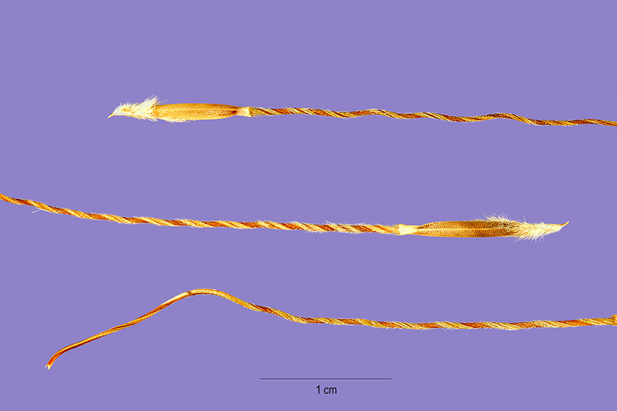 Texas Wintergrass (Nassella leucotricha) - PlantNative.org Texas wintergrass (Nassella leucotricha) seed florets showing the long, twisted, bent awns used to identify the species