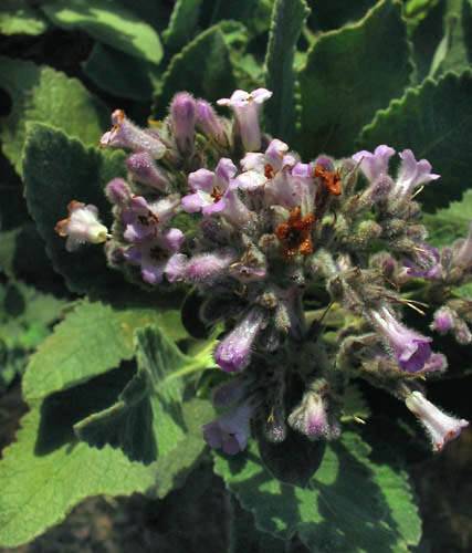 Thick-leaf Yerba Santa (Eriodictyon crassifolium) - PlantNative.org Lavender flower cluster of thick-leaf yerba santa (Eriodictyon crassifolium) with visible pollinator activity
