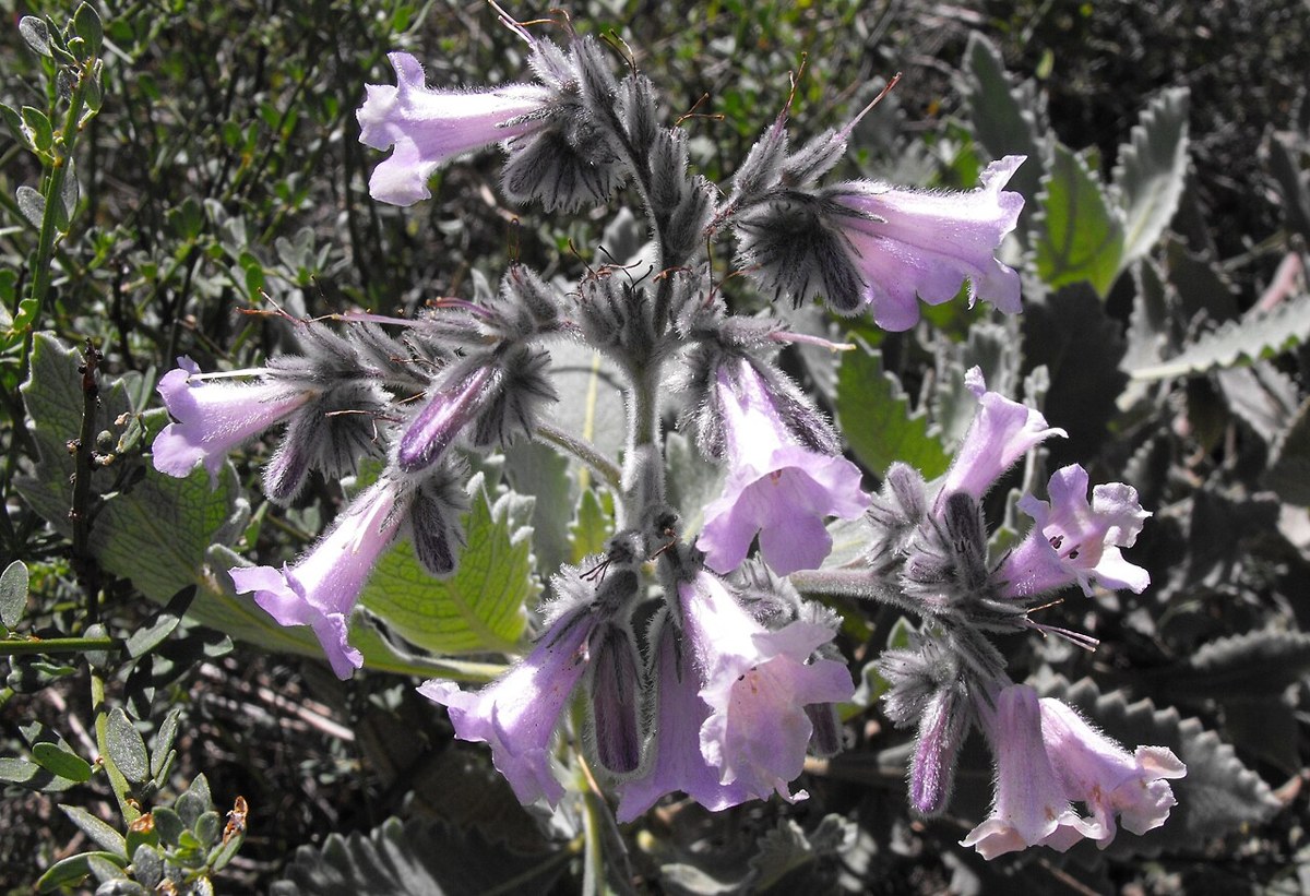 Thick-leaf Yerba Santa (Eriodictyon crassifolium) - PlantNative.org Thick-leaf yerba santa (Eriodictyon crassifolium) branch with clusters of pale lavender tubular flowers among felted gray-green leaves