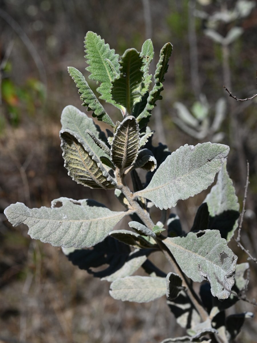 Thick-leaf Yerba Santa (Eriodictyon crassifolium) - PlantNative.org Close-up of a thick-leaf yerba santa (Eriodictyon crassifolium) leaf showing the dense white felted hairs on its underside