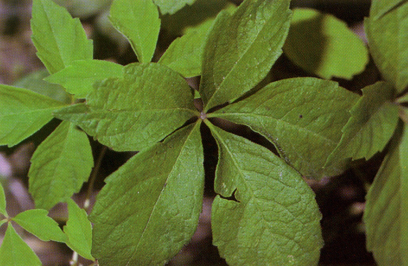 Close-up of Thicket Creeper (Parthenocissus vitacea) palmately compound leaf with five toothed leaflets