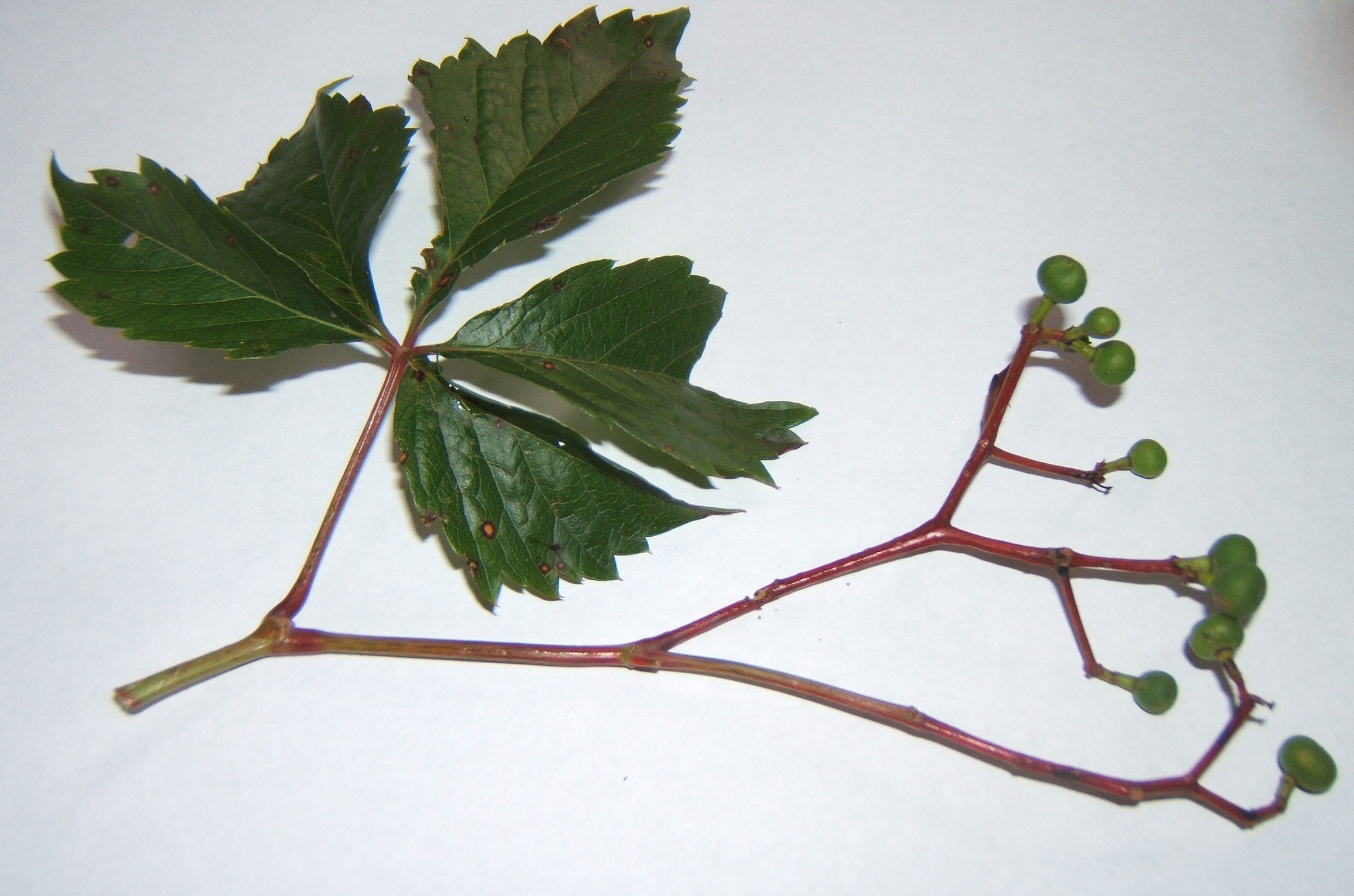 Developing berry cluster of Thicket Creeper (Parthenocissus vitacea) on a reddish stalk, still green and unripe