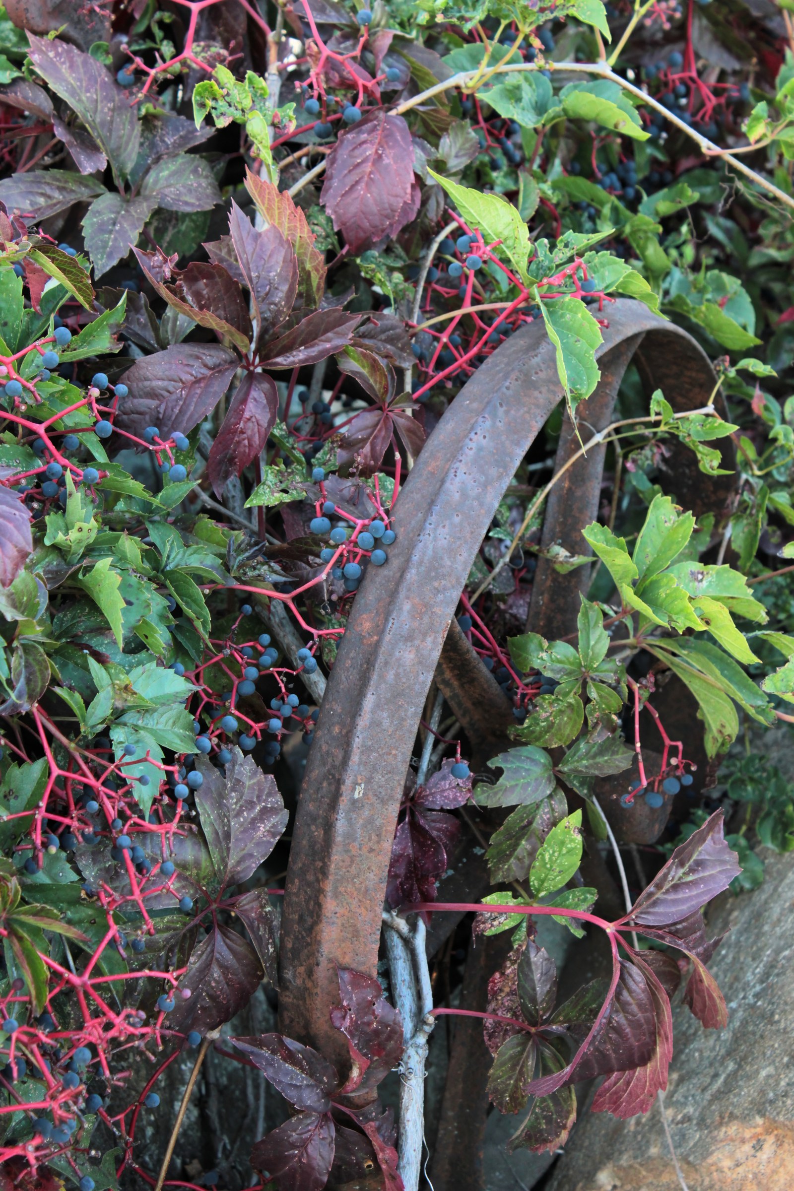 Thicket Creeper (Parthenocissus vitacea) vine in fall color draped with clusters of blue-black berries