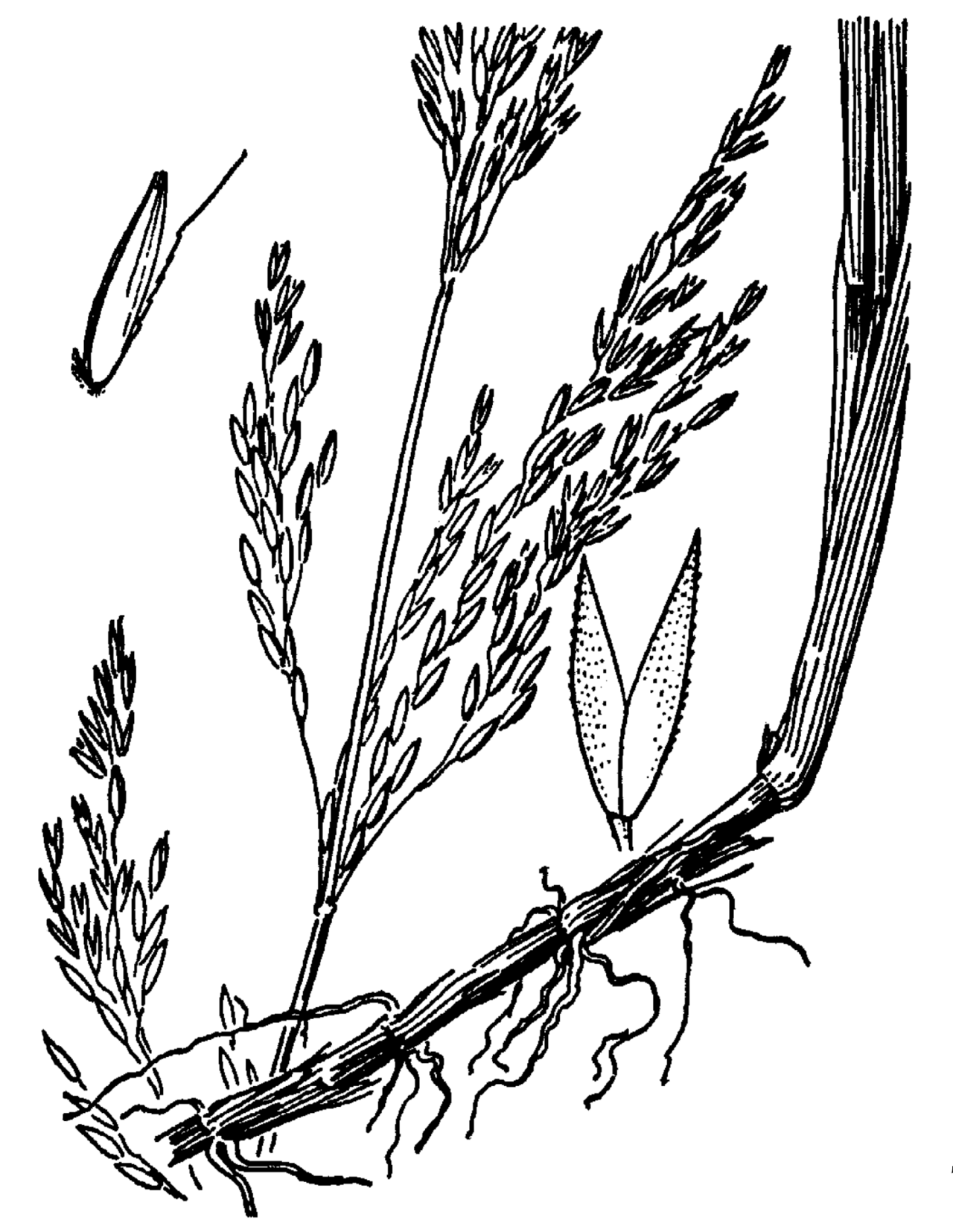 Thingrass (Agrostis pallens) - PlantNative.org Botanical line drawing of thingrass (Agrostis pallens) showing the seed head, spikelets, ligule, and rhizomatous base