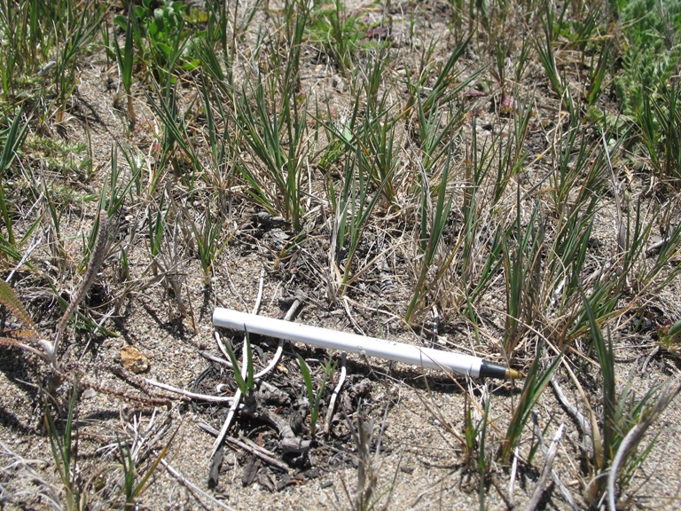 Thingrass (Agrostis pallens) - PlantNative.org Thingrass (Agrostis pallens) growing in sandy coastal dune habitat at Point Reyes National Seashore, California