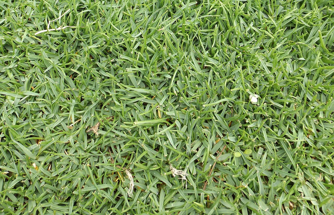 Thingrass (Agrostis pallens) - PlantNative.org Mowed thingrass (Agrostis pallens) lawn showing its fine-bladed, dense turf texture at a water conservation garden in California