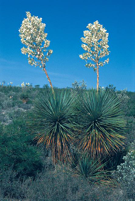 Two flowering Thompson's yucca (Yucca thompsoniana) plants with tall white flower spikes above blue-green rosettes in Trans-Pecos Texas brushland