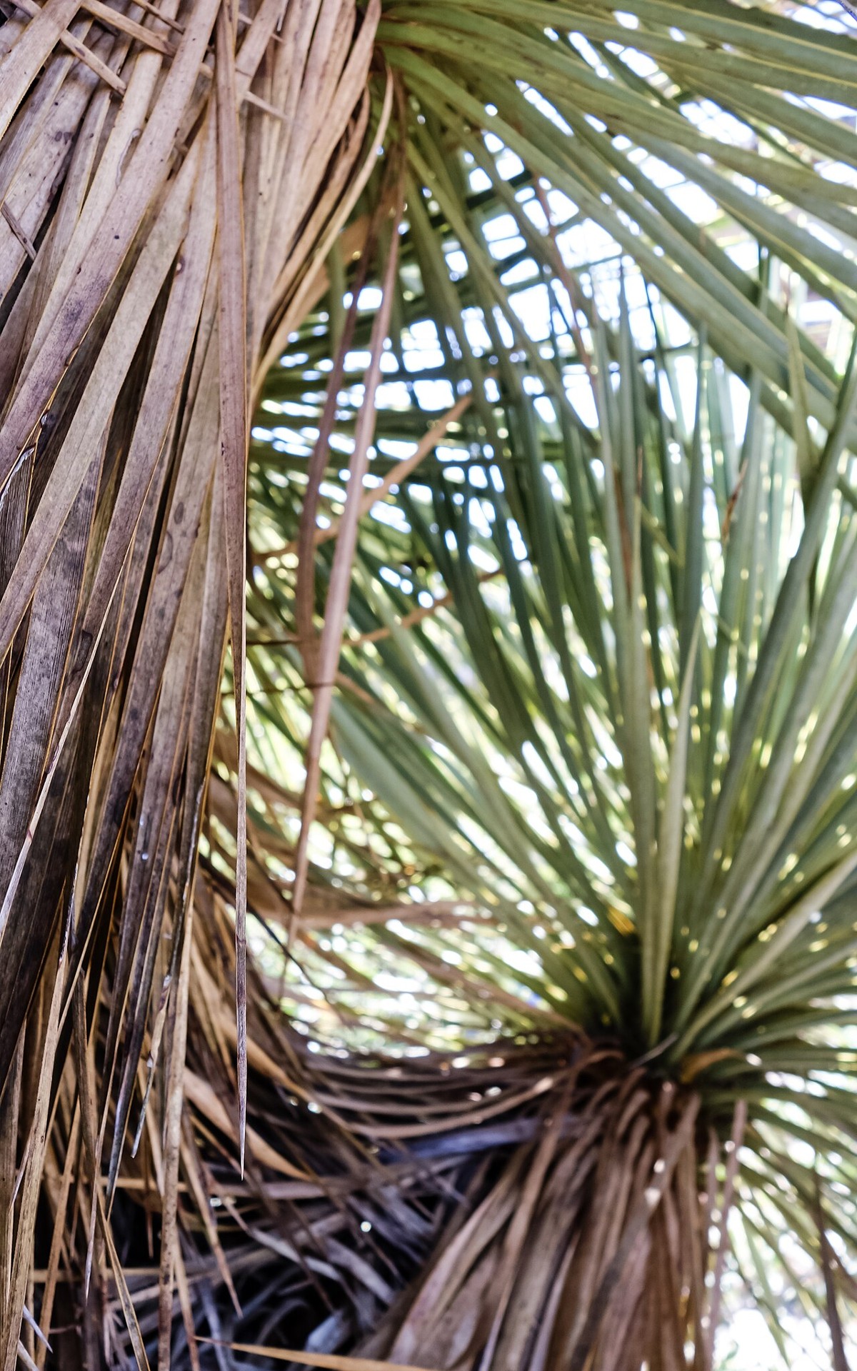 Close-up of Thompson's yucca (Yucca thompsoniana) narrow blue-green leaves radiating from the crown of the rosette