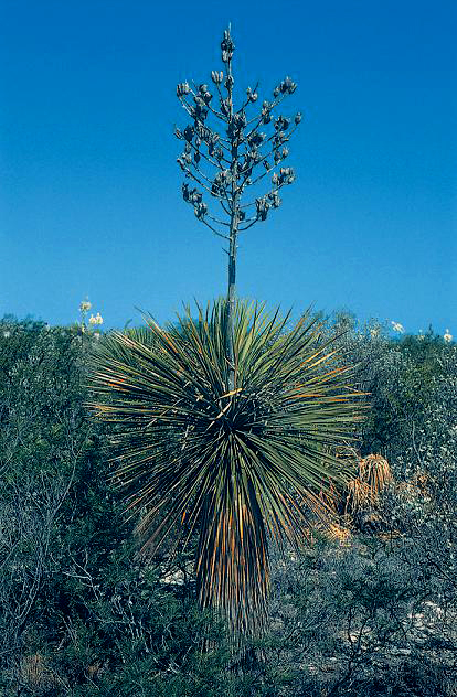 Mature Thompson's yucca (Yucca thompsoniana) with dried seed capsule panicle held above a dense blue-green rosette in desert brushland