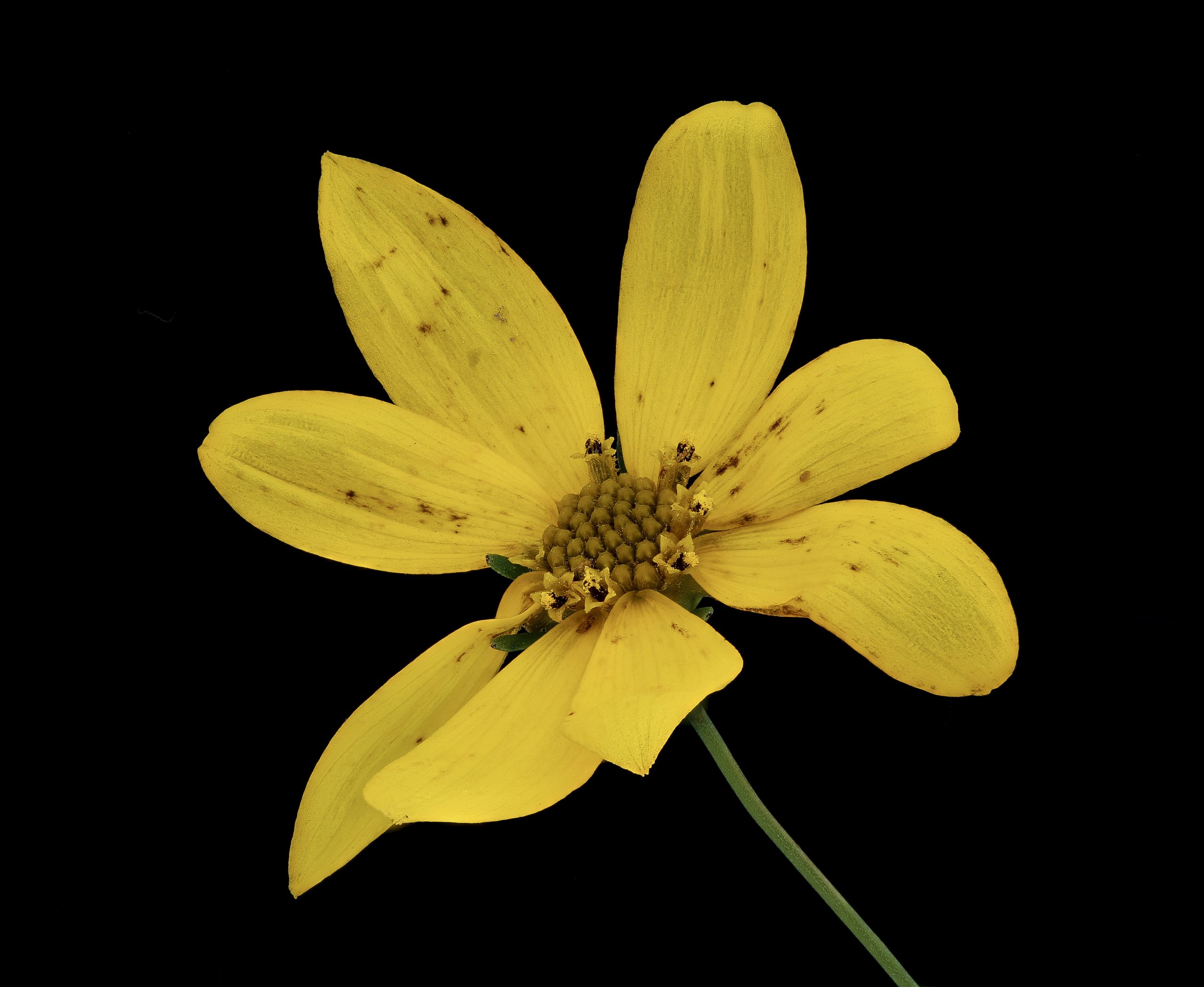 Threadleaf Coreopsis (Coreopsis verticillata) - PlantNative.org Close-up of a single Threadleaf coreopsis flower showing eight yellow notched ray petals around a central disc