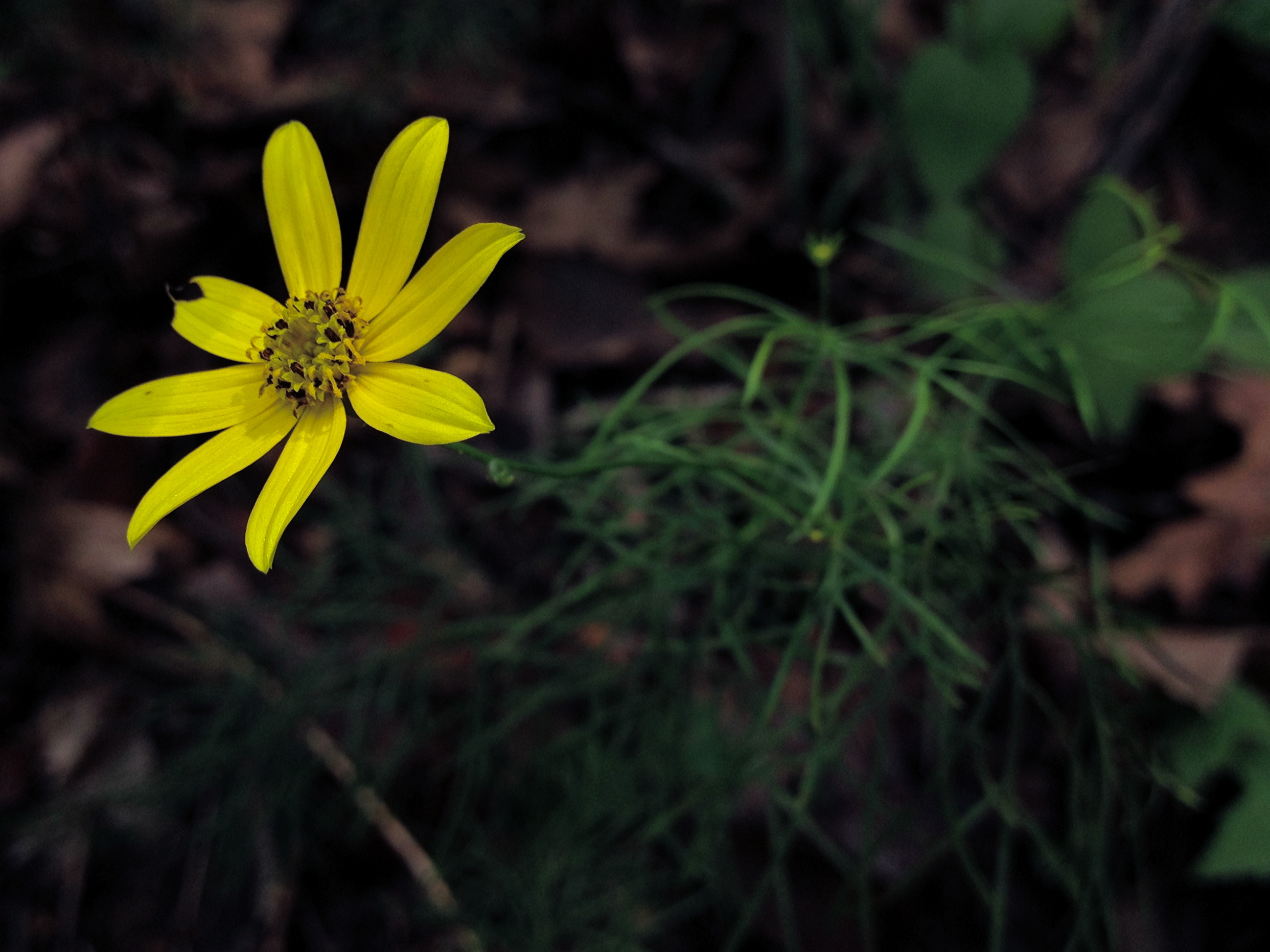 Threadleaf Coreopsis (Coreopsis verticillata) - PlantNative.org Threadleaf coreopsis growing wild in a woodland edge, showing its fine, thread-like whorled foliage