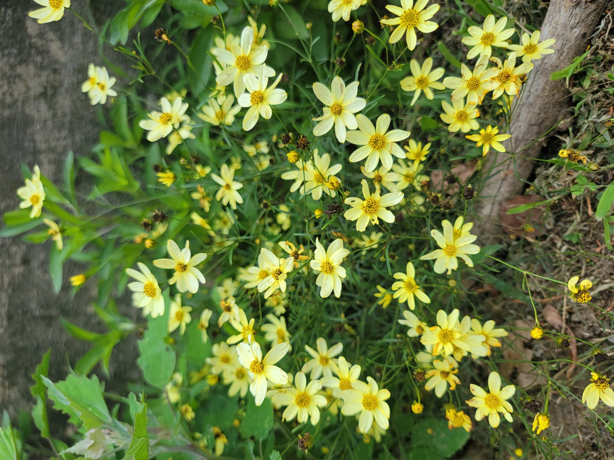 Threadleaf Coreopsis (Coreopsis verticillata) - PlantNative.org Threadleaf coreopsis (Coreopsis verticillata) clump in full bloom with dozens of yellow daisy-like flowers over fine, thread-like foliage