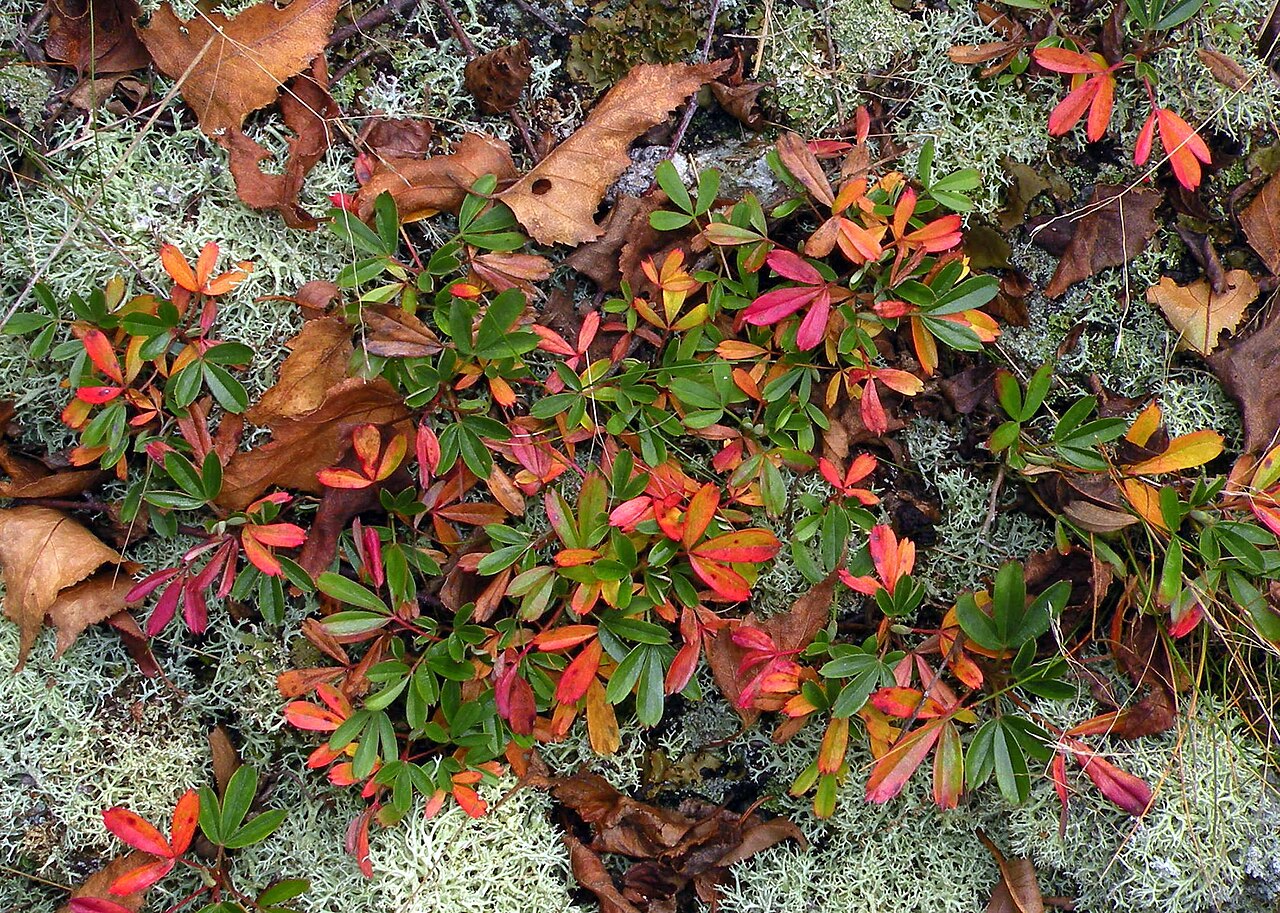 Three-Toothed Cinquefoil (Sibbaldiopsis tridentata) - PlantNative.org Three-toothed cinquefoil (Sibbaldiopsis tridentata) foliage turning wine-red in fall among lichen and fallen oak leaves