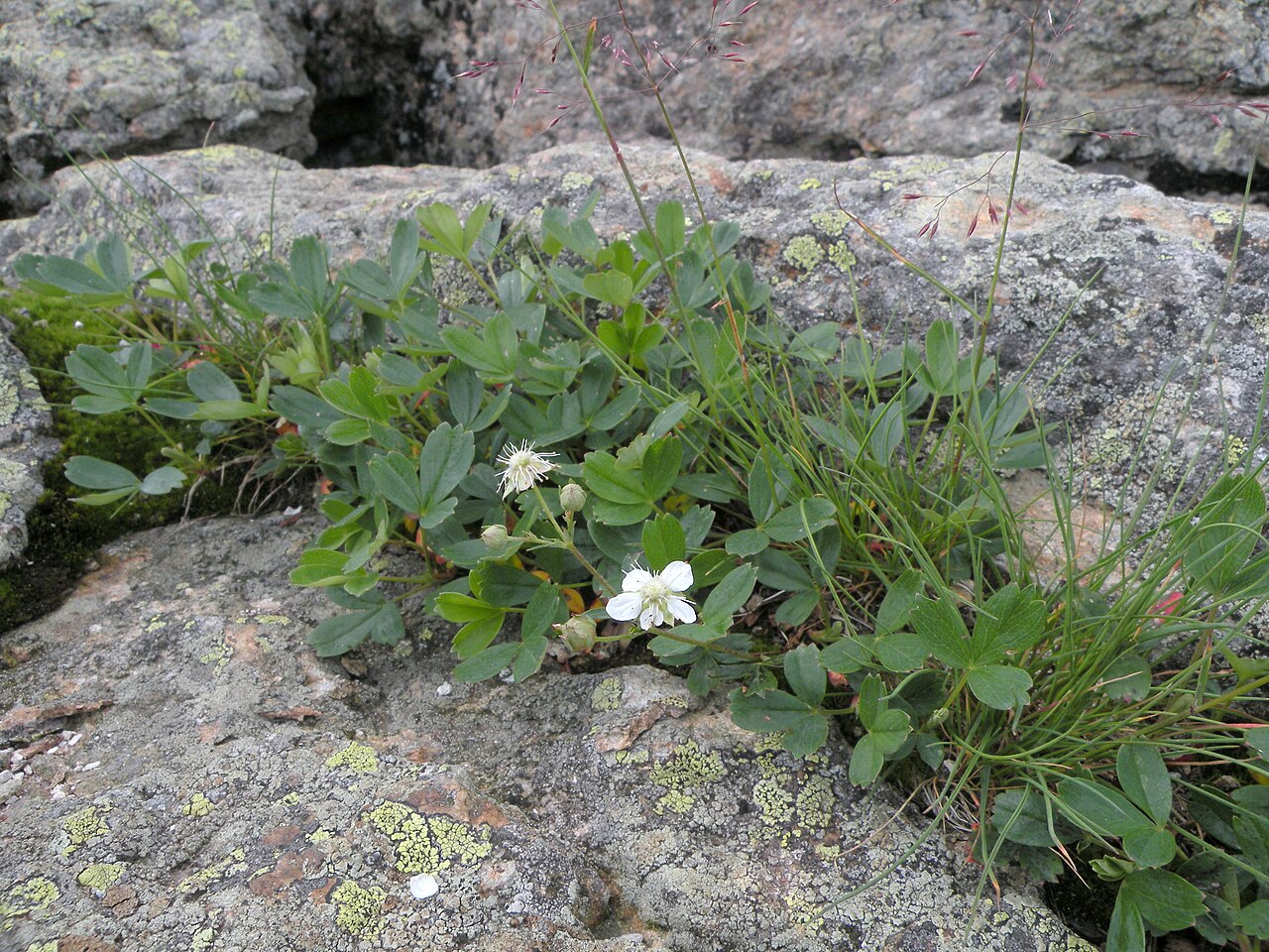 Three-Toothed Cinquefoil (Sibbaldiopsis tridentata) - PlantNative.org Close-up of three-toothed cinquefoil (Sibbaldiopsis tridentata) white five-petaled flowers and glossy three-lobed leaflets