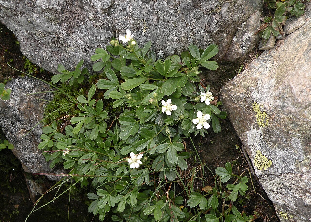 Three-Toothed Cinquefoil (Sibbaldiopsis tridentata)