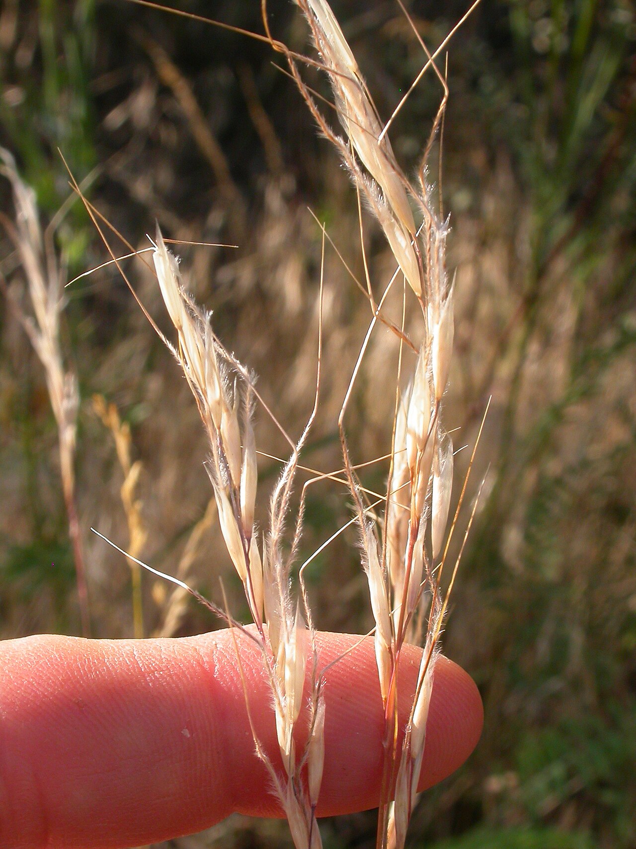 Close-up of Thurber's needlegrass seed heads held in a hand, showing the long, twisted, hairy awns and sharp pointed florets