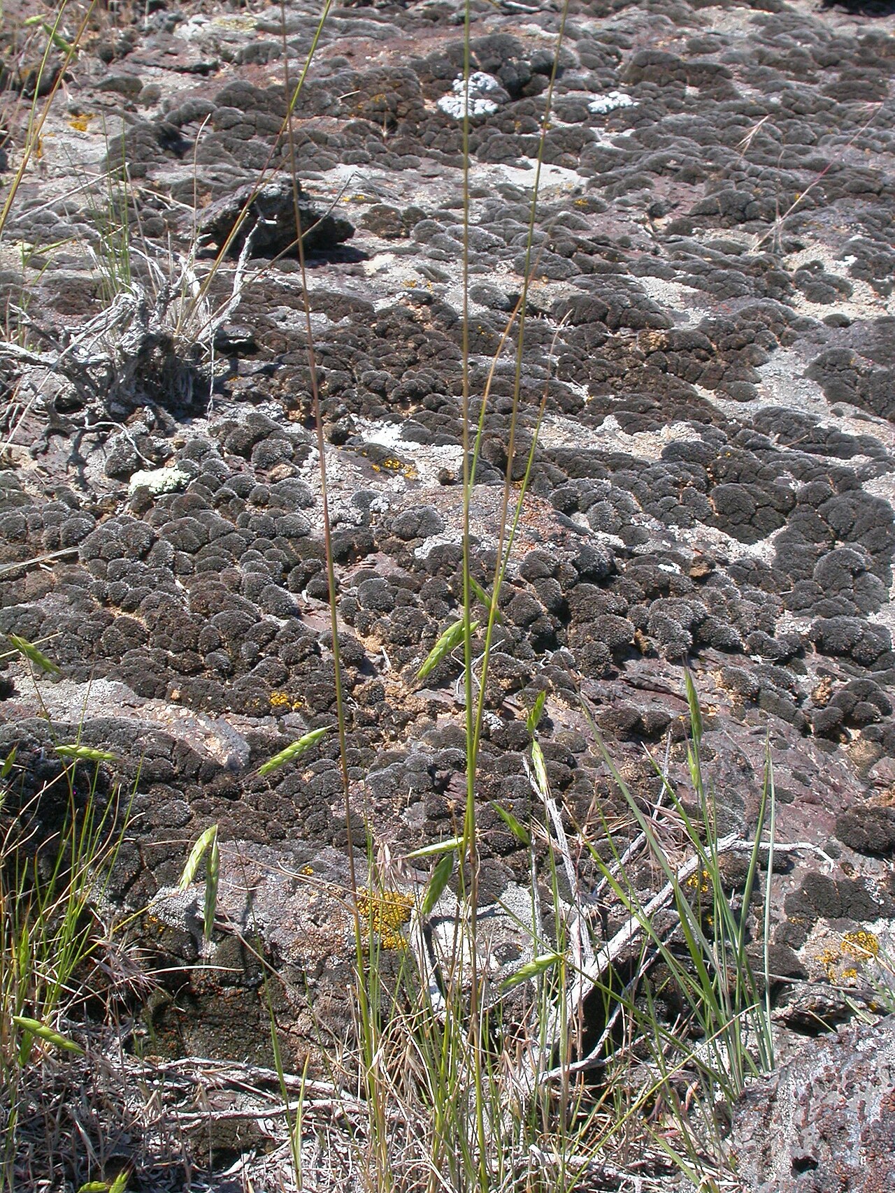 Young blades of Thurber's needlegrass sprouting from a crack in rocky, lichen-covered basalt
