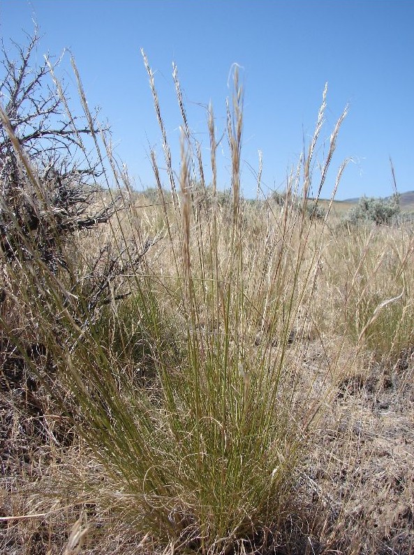 A clump of Thurber's needlegrass (Achnatherum thurberianum) with fine, upright golden stems and seed heads growing among sagebrush