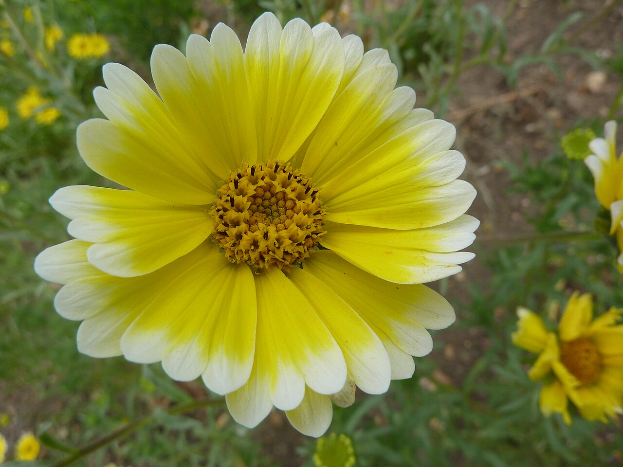 Tidy Tips (Layia platyglossa) - PlantNative.org Close-up of a tidy tips (Layia platyglossa) flower head showing the white-tipped yellow ray petals and golden disc