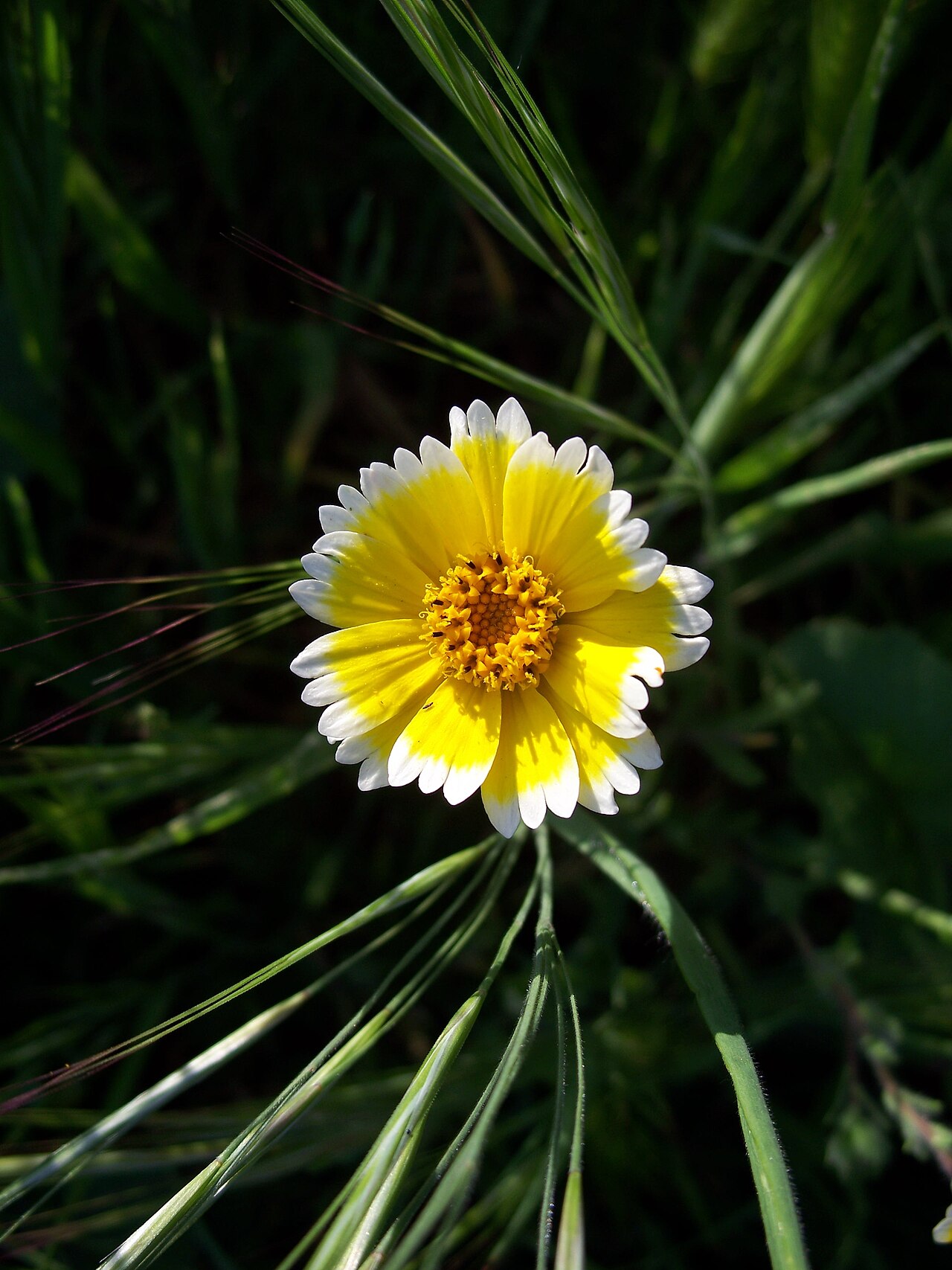 Tidy Tips (Layia platyglossa) - PlantNative.org Tidy tips (Layia platyglossa) flower showing yellow disc and ray petals tipped in white, growing wild in Santa Clara County, California
