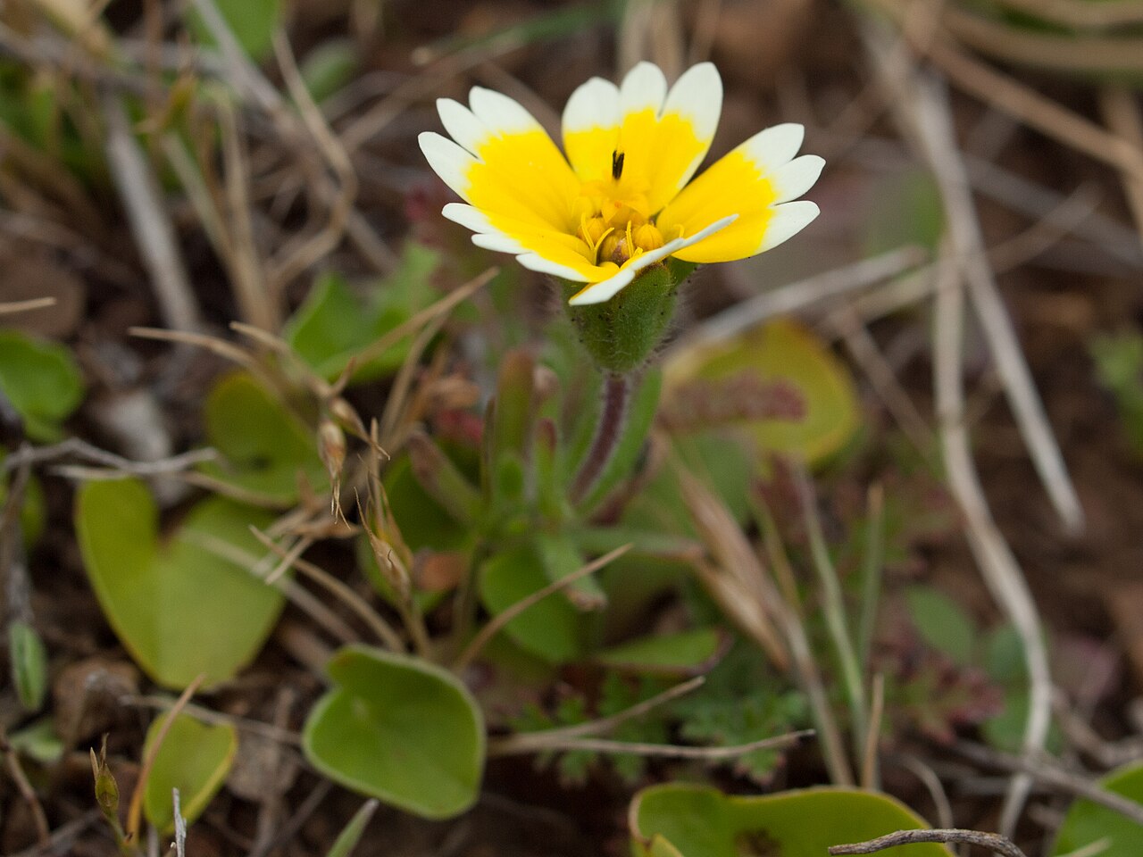 Tidy Tips (Layia platyglossa) - PlantNative.org A single tidy tips (Layia platyglossa) plant growing low to the ground among dried grass in Marin County, California
