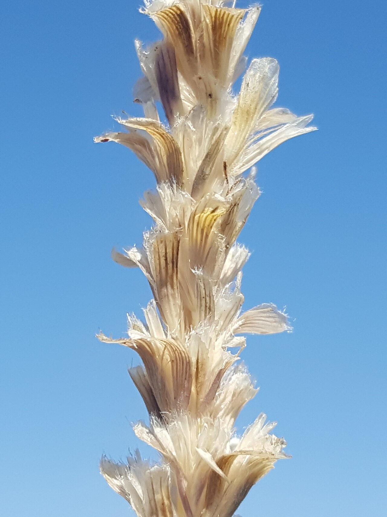 Tobosa (Pleuraphis mutica) - PlantNative.org Close-up of a mature Tobosa (Pleuraphis mutica) seedhead showing papery, cream-colored spikelet clusters