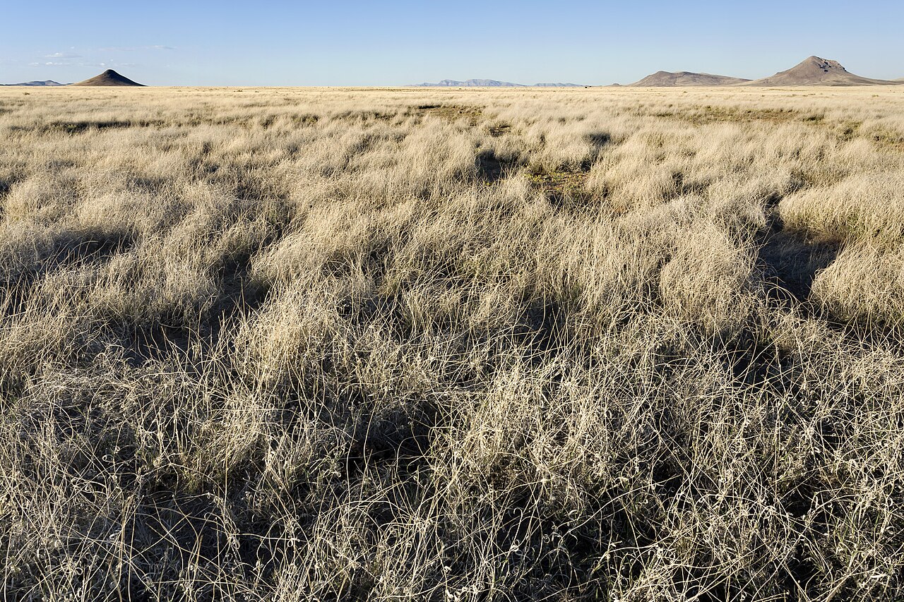 Tobosa (Pleuraphis mutica) - PlantNative.org Dense stand of dormant tan Tobosa (Pleuraphis mutica) grassland on a clay flat in southern New Mexico