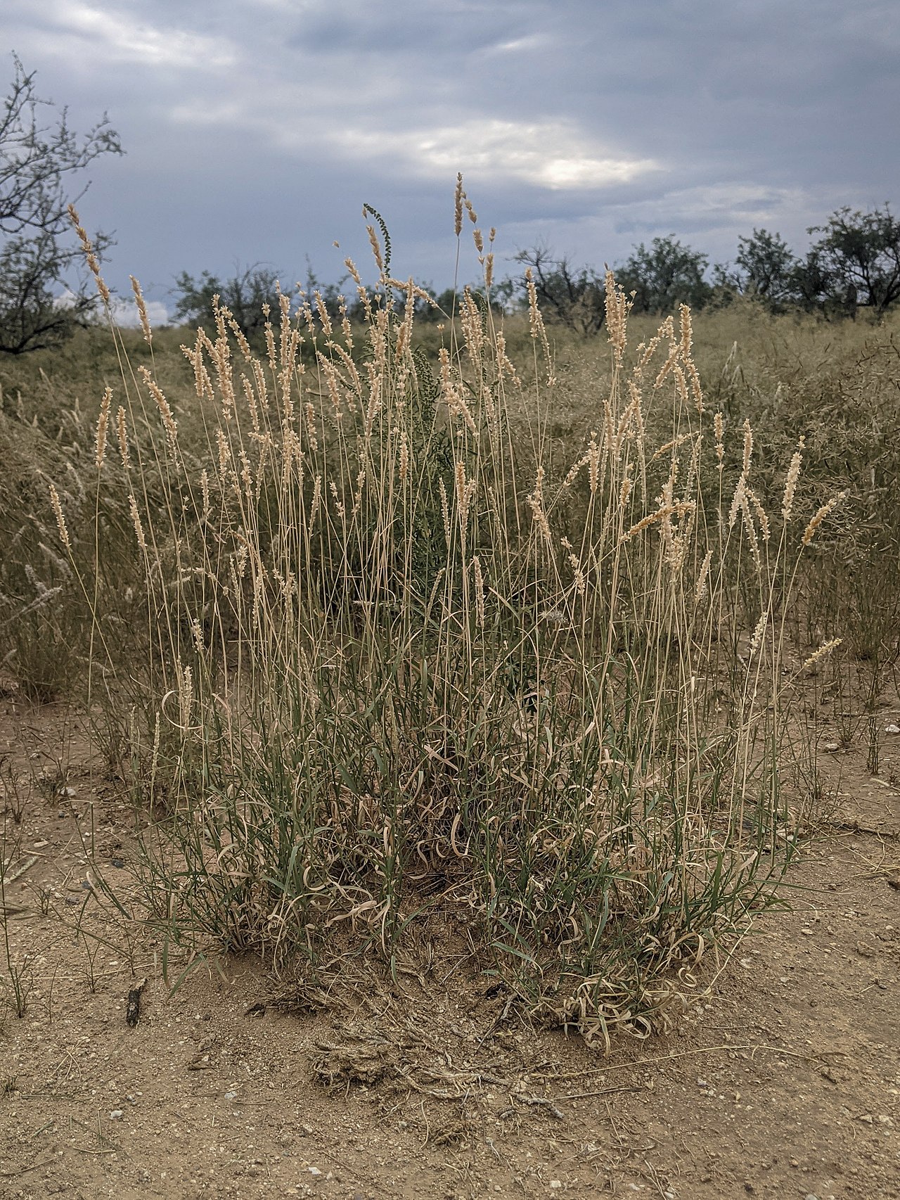 Tobosa (Pleuraphis mutica) - PlantNative.org Tobosa (Pleuraphis mutica) clump with tan seedheads growing in a desert grassland near Tucson, Arizona