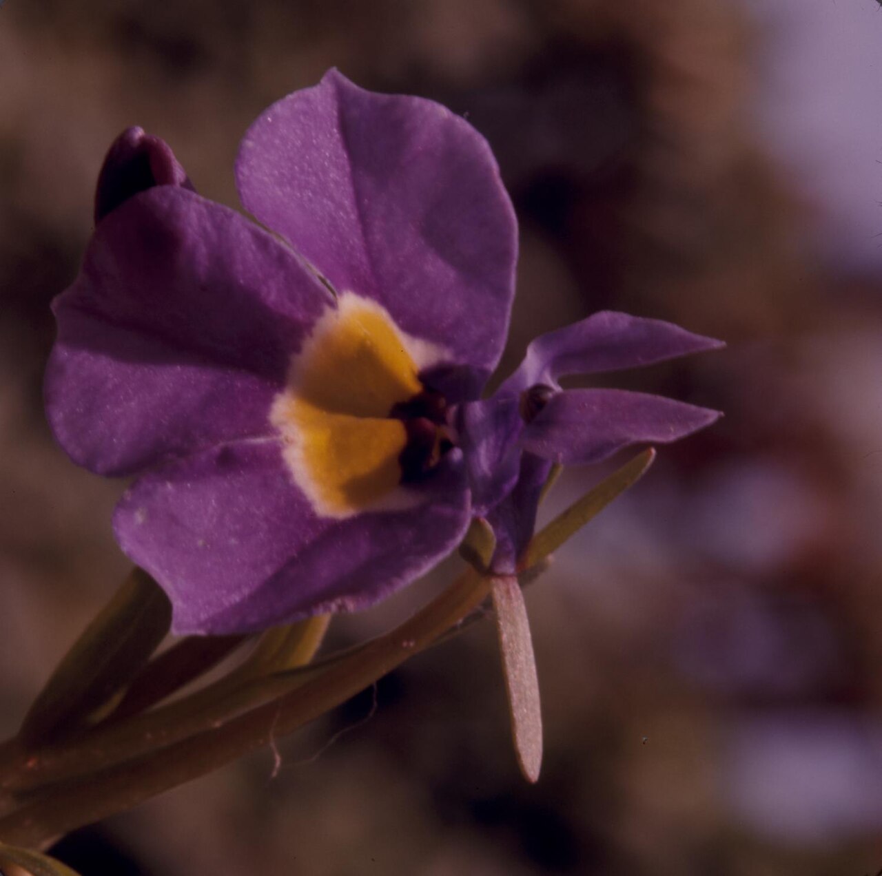 Toothed Calicoflower (Downingia cuspidata) - PlantNative.org Close-up of a single toothed calicoflower (Downingia cuspidata) flower showing purple petals with pointed tips, a yellow throat patch outlined in white, and a curved stigma