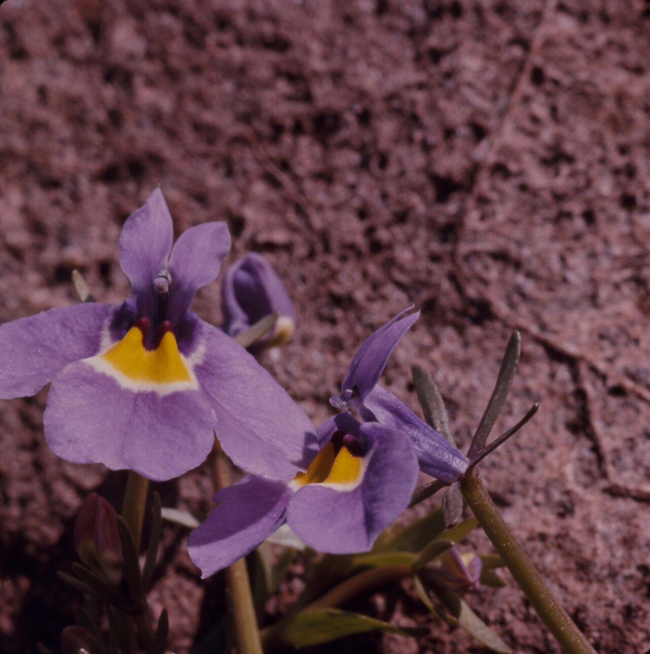 Toothed Calicoflower (Downingia cuspidata) - PlantNative.org Two toothed calicoflower (Downingia cuspidata) flowers in violet with yellow and white throat markings growing from reddish mud in a vernal pool