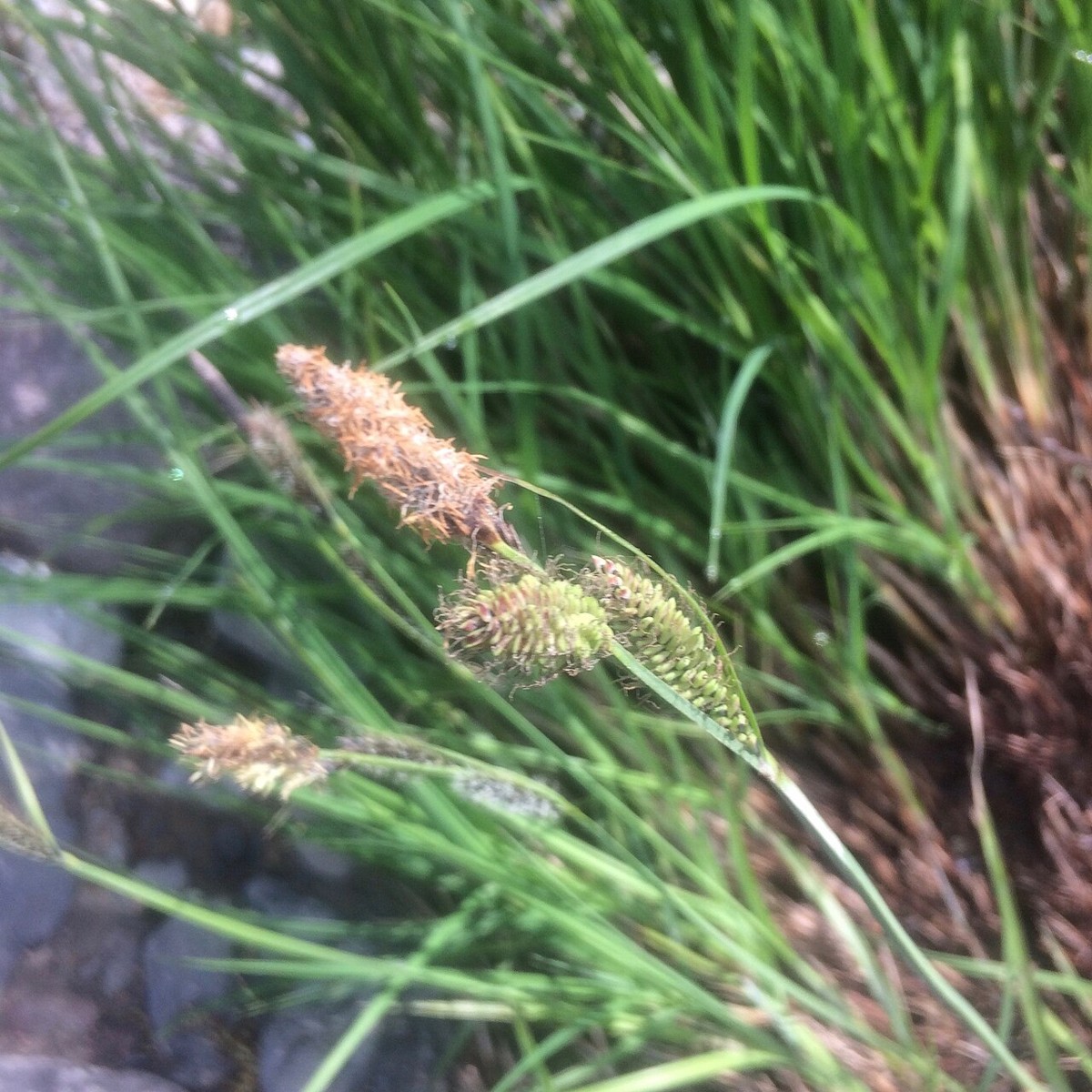 Torrent sedge (Carex nudata) flowering and fruiting spikes growing from a tussock wedged among streamside boulders