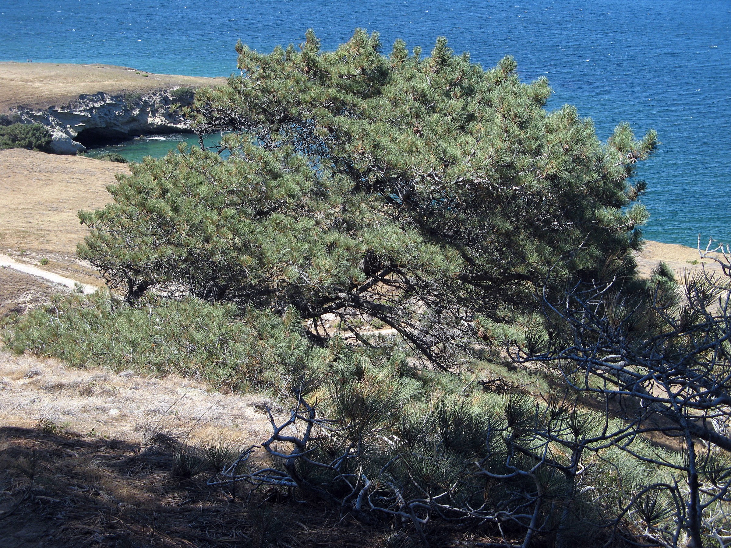 Torrey Pine (Pinus torreyana) - PlantNative.org Wind-sculpted Torrey Pine subspecies insularis overlooking the coastline of Santa Rosa Island in Channel Islands National Park