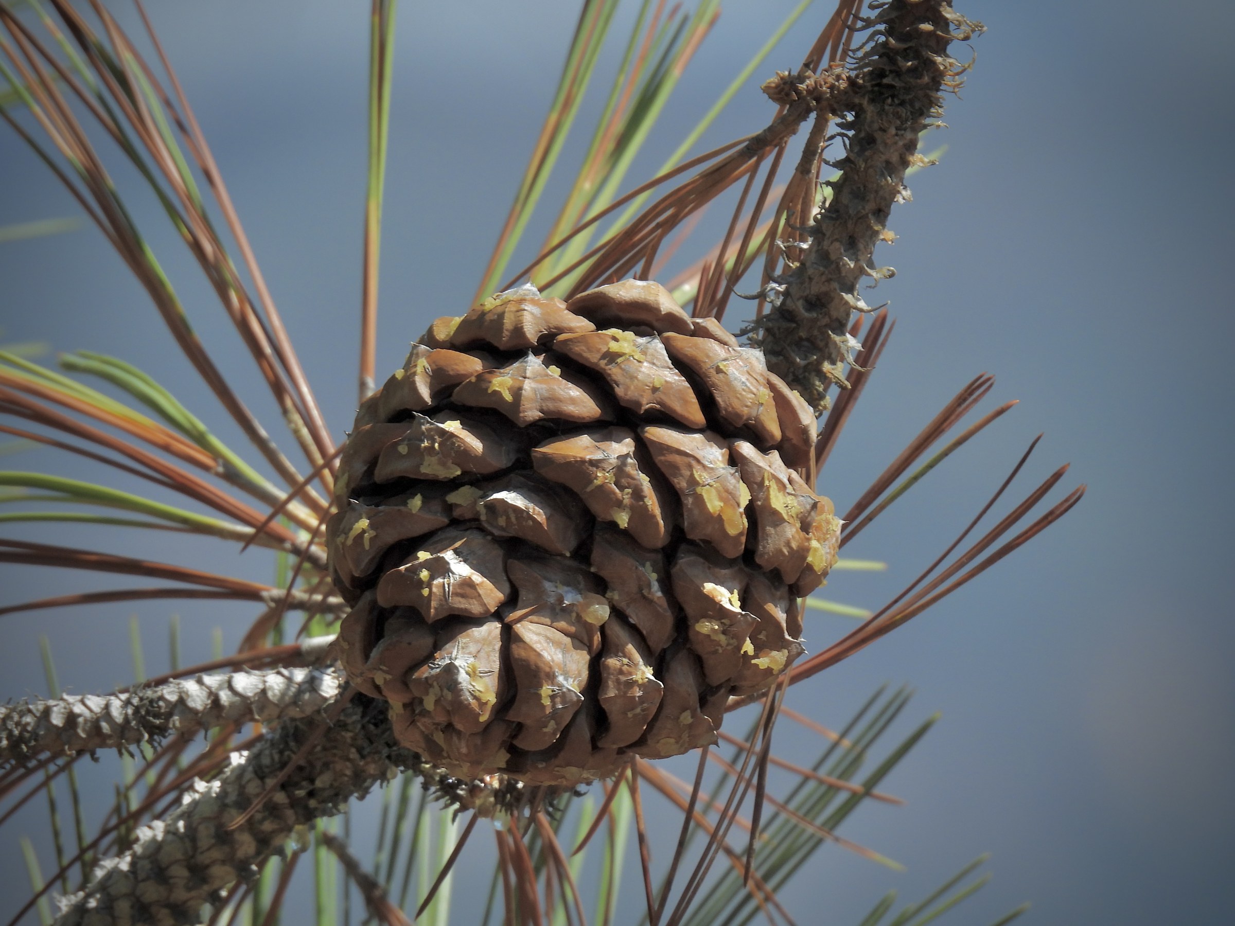 Torrey Pine (Pinus torreyana)