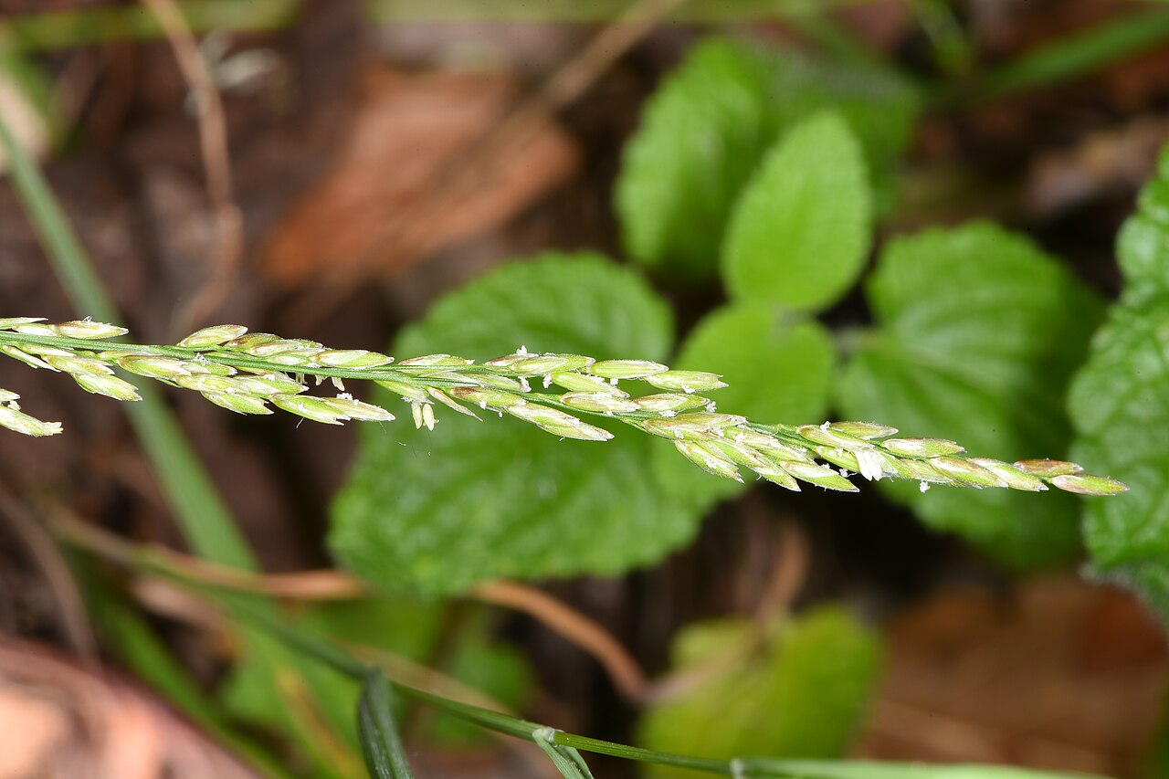 Torrey's Melic (Melica torreyana) - PlantNative.org Torrey's melic (Melica torreyana) grass with slender leaves and a narrow flowering panicle