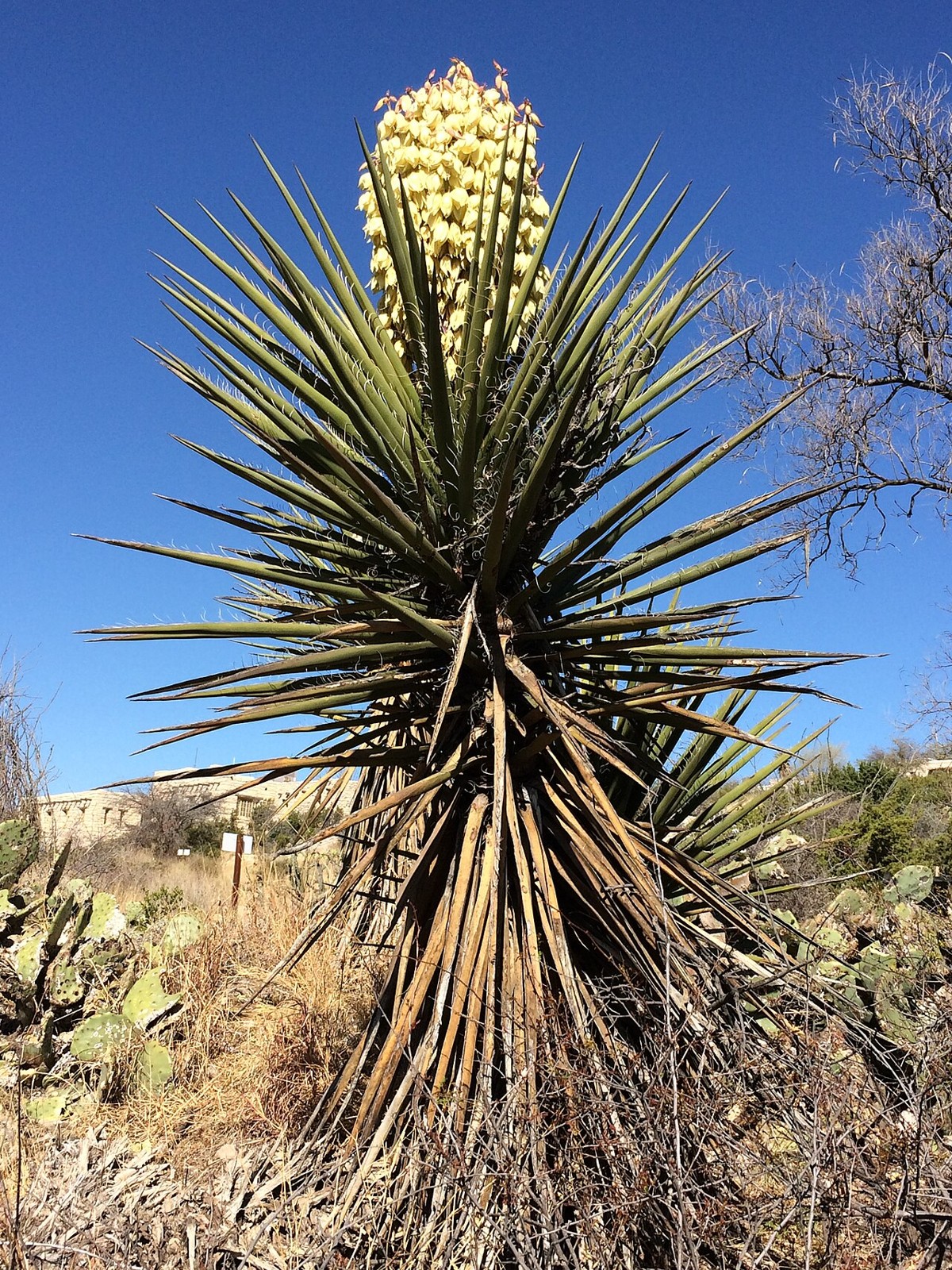 Torrey Yucca (Yucca torreyi) - PlantNative.org Torrey Yucca (Yucca torreyi) showing a clothed trunk of dried leaves topped by a creamy yellow flower spike against a blue sky