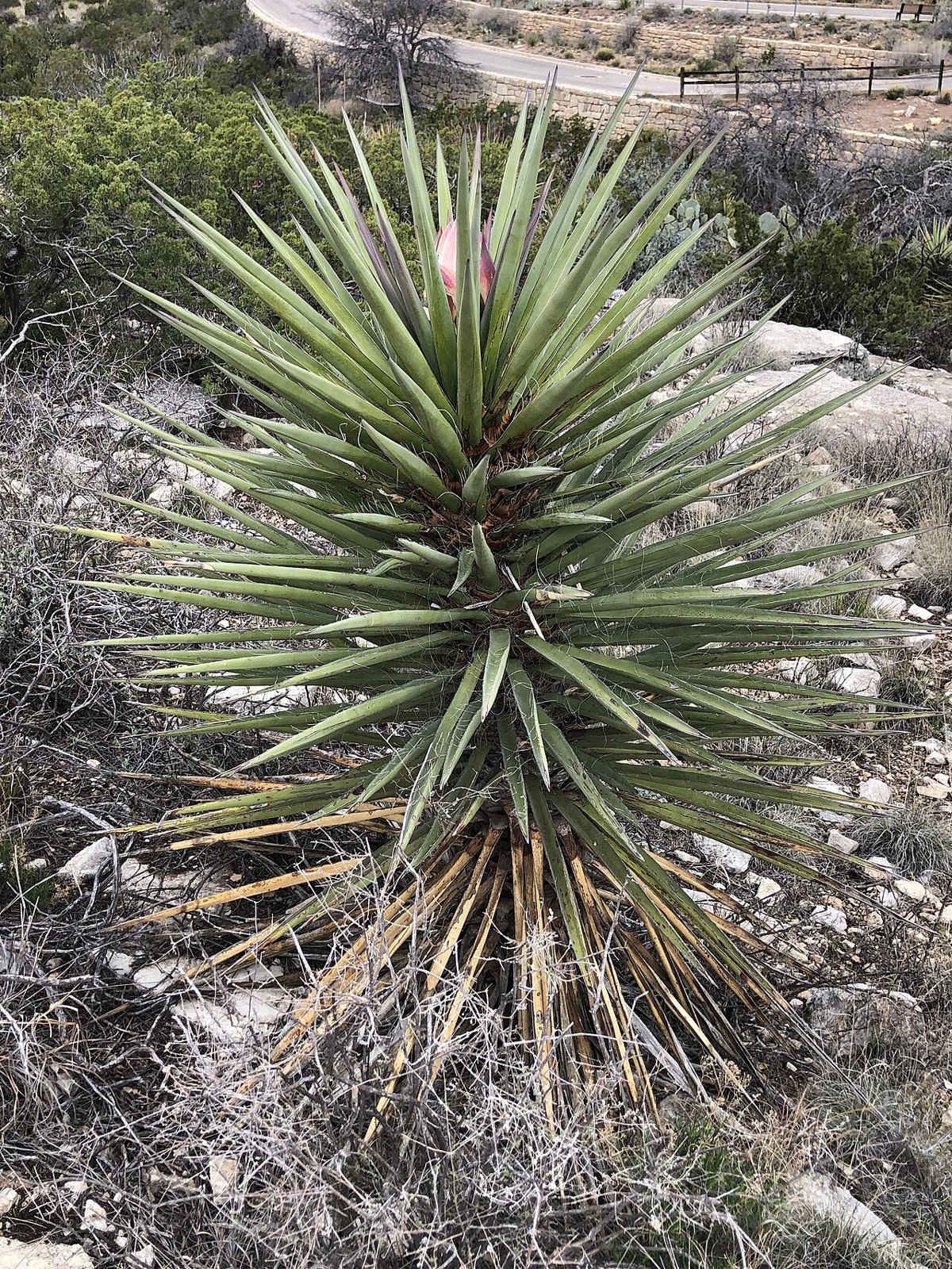 Torrey Yucca (Yucca torreyi) - PlantNative.org Torrey Yucca (Yucca torreyi) rosette of stiff green leaves viewed from above with an emerging pink flower bud at center