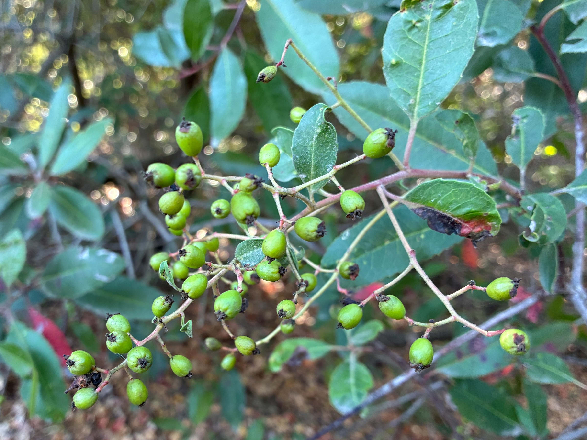 Clusters of immature green toyon (Heteromeles arbutifolia) berries ripening among glossy toothed leaves