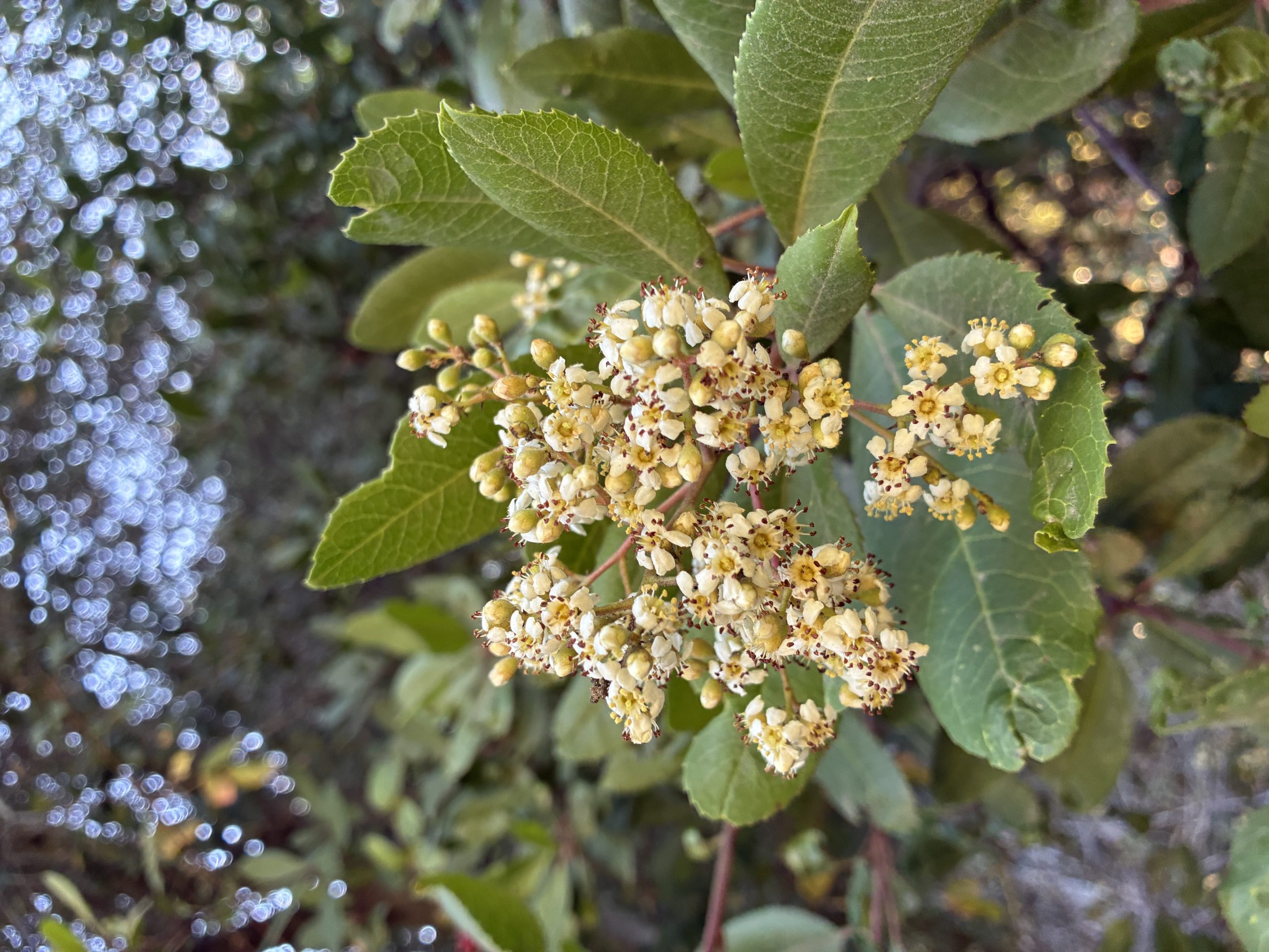 Close-up of creamy white toyon (Heteromeles arbutifolia) flower clusters and glossy toothed leaves