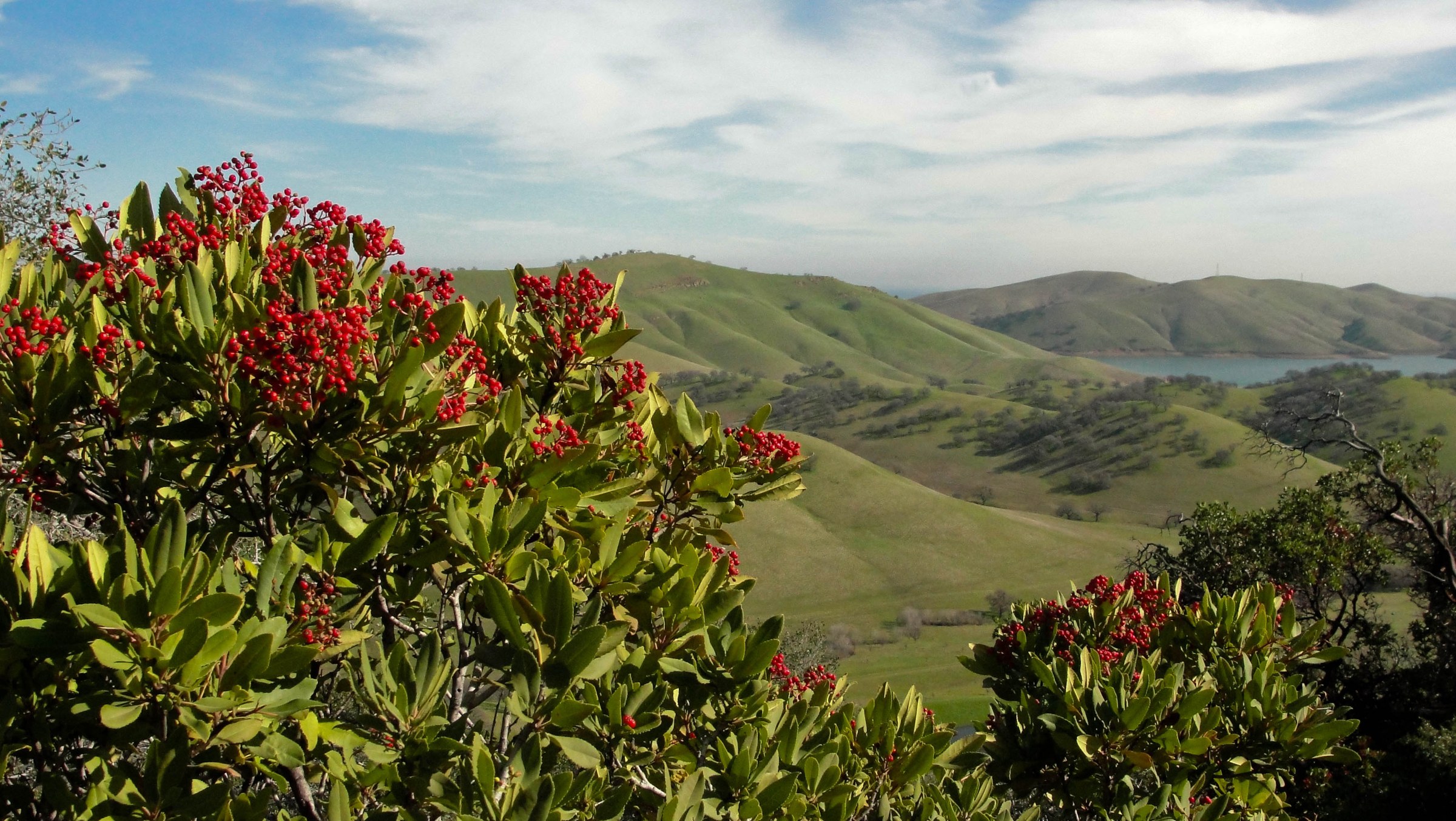 Toyon (Heteromeles arbutifolia) shrub covered in bright red berries overlooking California grassland hills