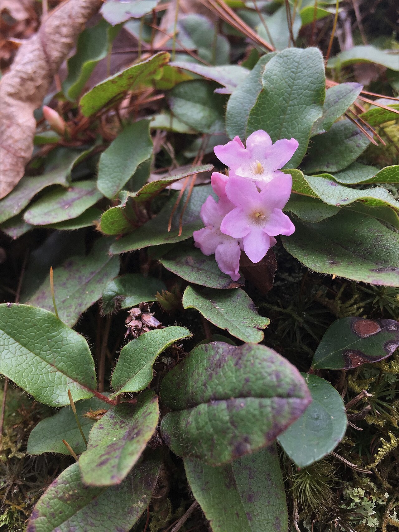 Close-up cluster of pale pink trailing arbutus (Epigaea repens) flowers surrounded by leathery evergreen leaves