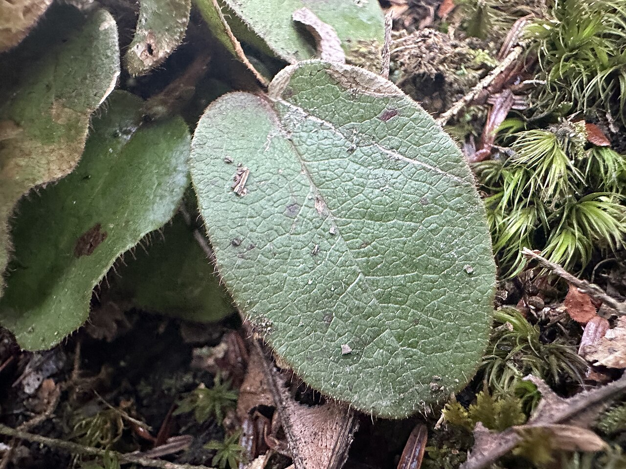 Close-up of a single leathery, hairy-margined trailing arbutus (Epigaea repens) leaf