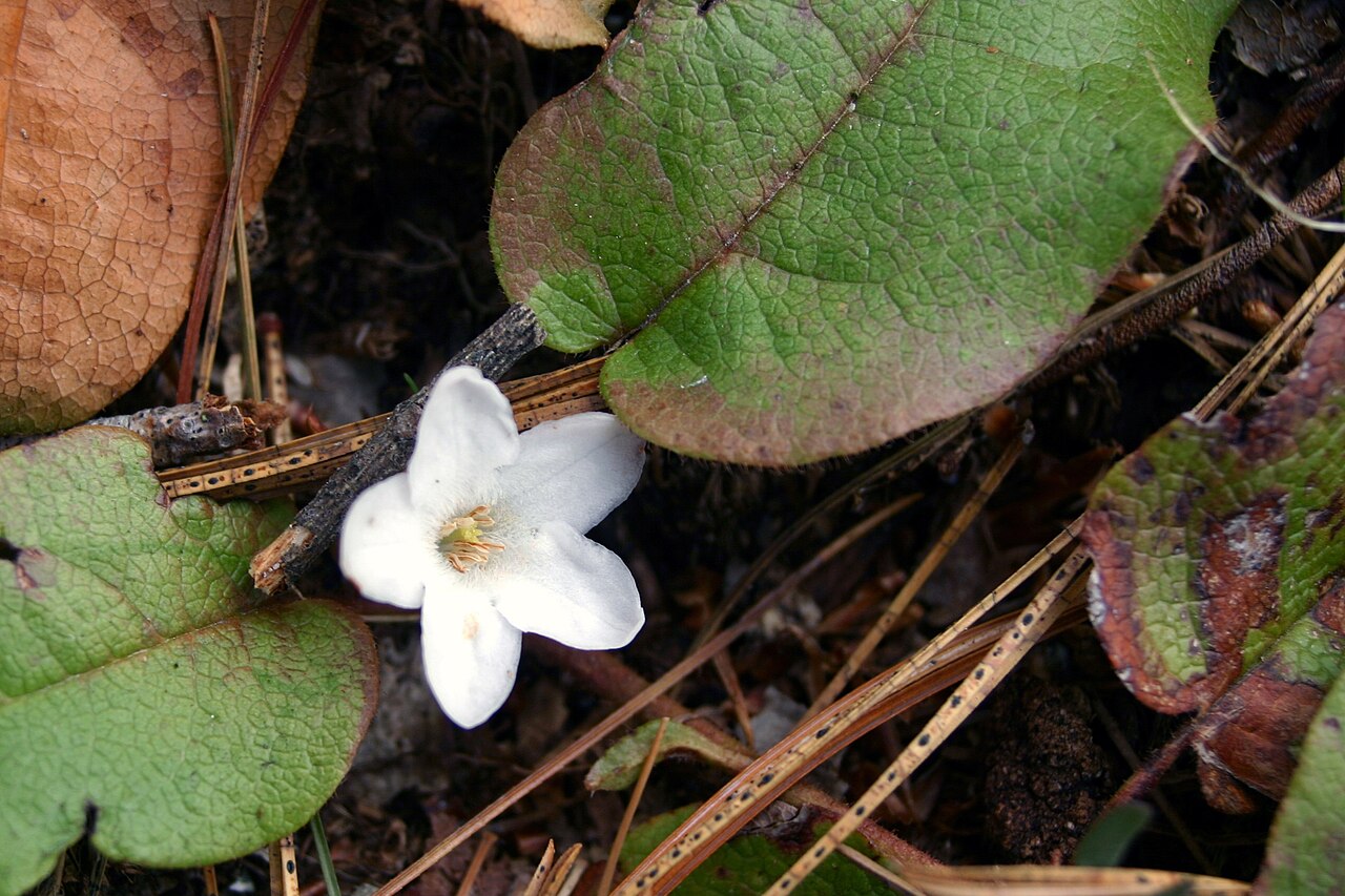 Trailing arbutus (Epigaea repens) with a white, five-petaled flower nestled among leathery evergreen leaves and pine duff