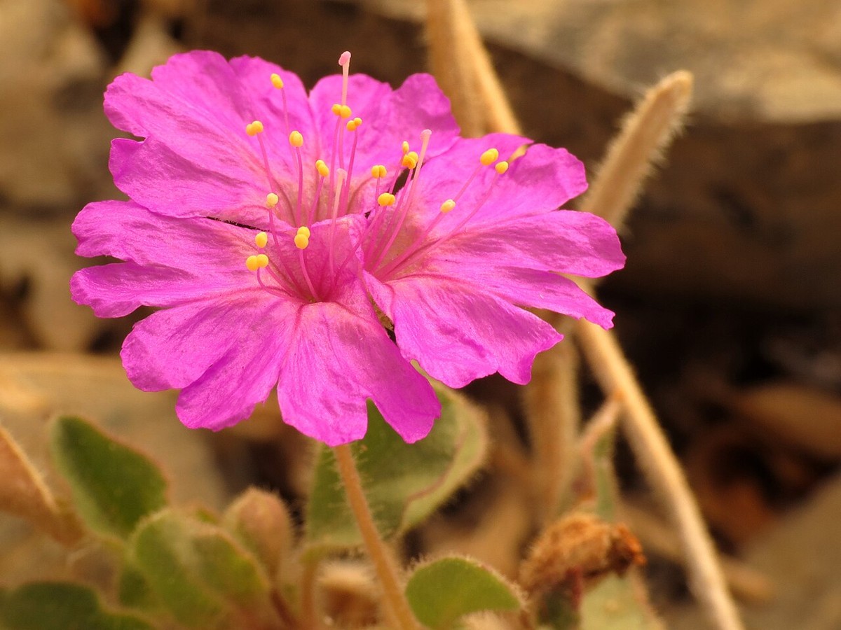 Trailing Four O'Clock (Allionia incarnata) - PlantNative.org Trailing Four O'Clock (Allionia incarnata) flowering in Saguaro National Park, Arizona, among desert wash gravel