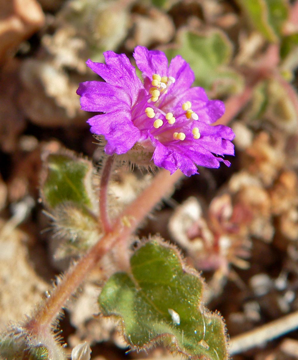 Trailing Four O'Clock (Allionia incarnata) - PlantNative.org Close-up of a Trailing Four O'Clock (Allionia incarnata) flower cluster showing magenta sepals and yellow-tipped stamens