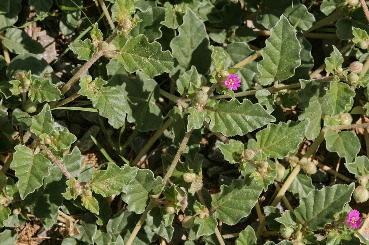 Trailing Four O'Clock (Allionia incarnata) - PlantNative.org Trailing Four O'Clock (Allionia incarnata) mat of hairy, toothed leaves sprawling across bare desert soil with small magenta flowers
