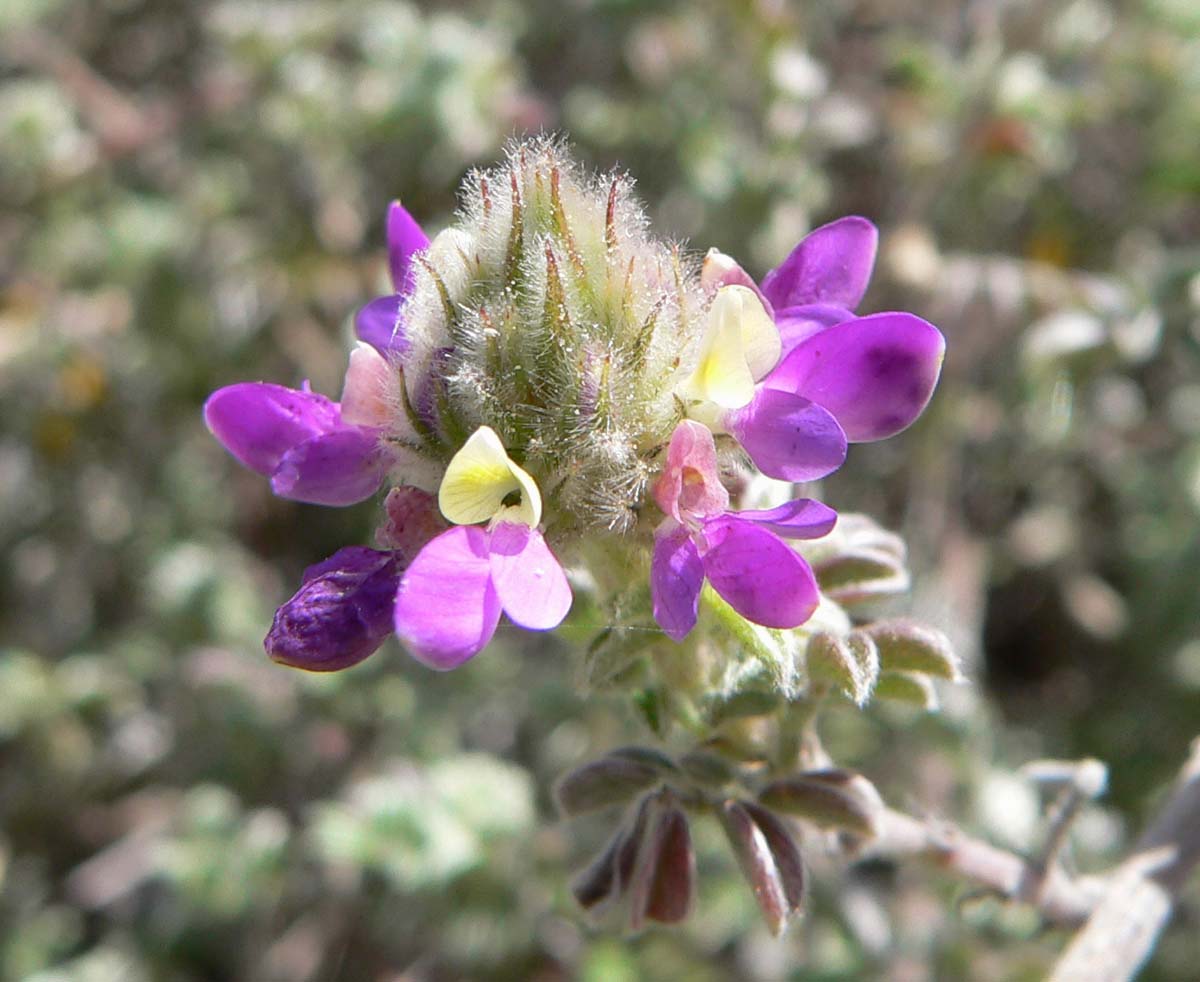 Trailing Indigo Bush (Dalea greggii) - PlantNative.org Trailing Indigo Bush (Dalea greggii) close-up of silky, hairy flower head with purple and cream-yellow pea-like flowers