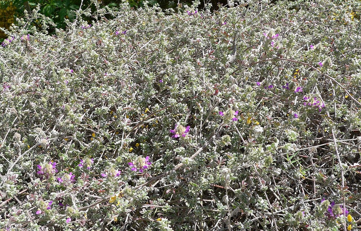 Trailing Indigo Bush (Dalea greggii) - PlantNative.org Trailing Indigo Bush (Dalea greggii) dense mounding silvery-gray groundcover habit with scattered purple flowers