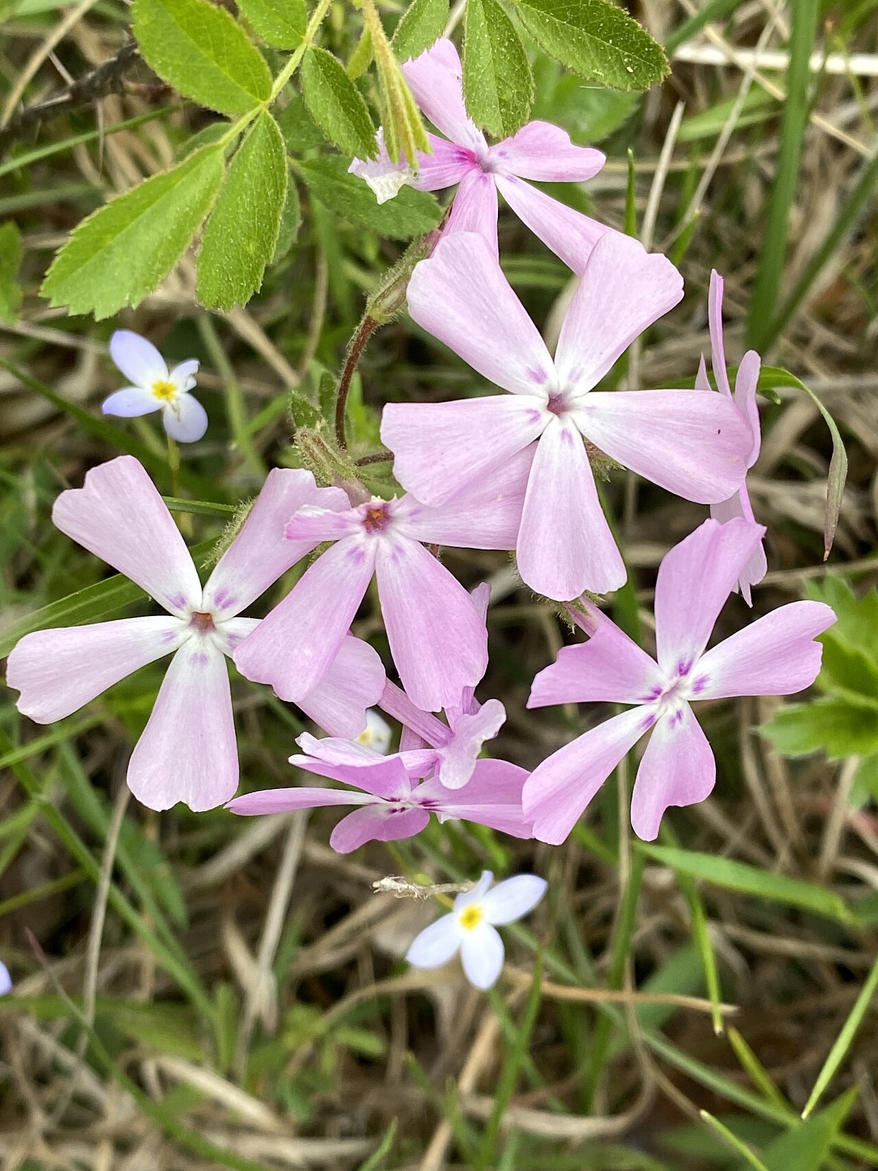 Trailing Phlox (Phlox nivalis) - PlantNative.org Close-up of trailing phlox (Phlox nivalis) flower cluster and foliage